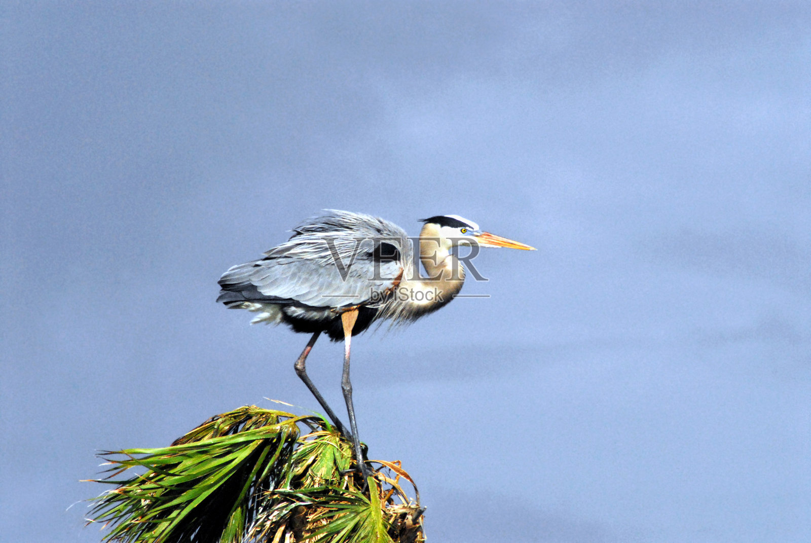 佛罗里达——一只美丽的大蓝鹭在棕榈树上照片摄影图片