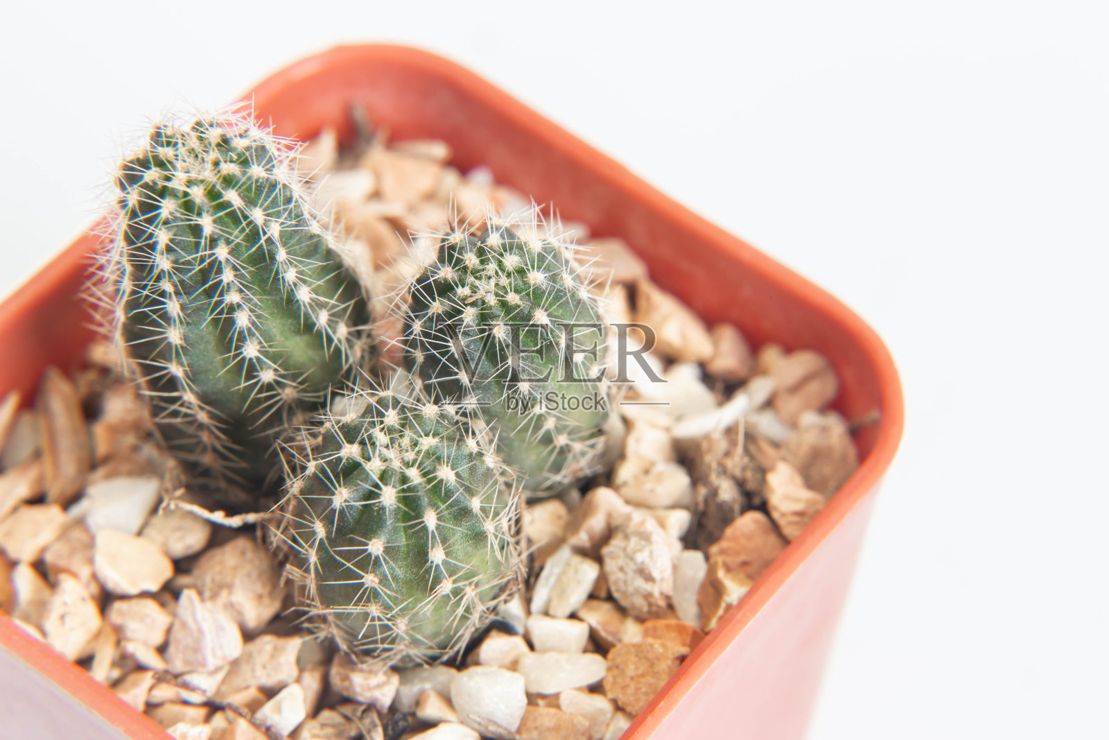 仙人掌照片摄影图片