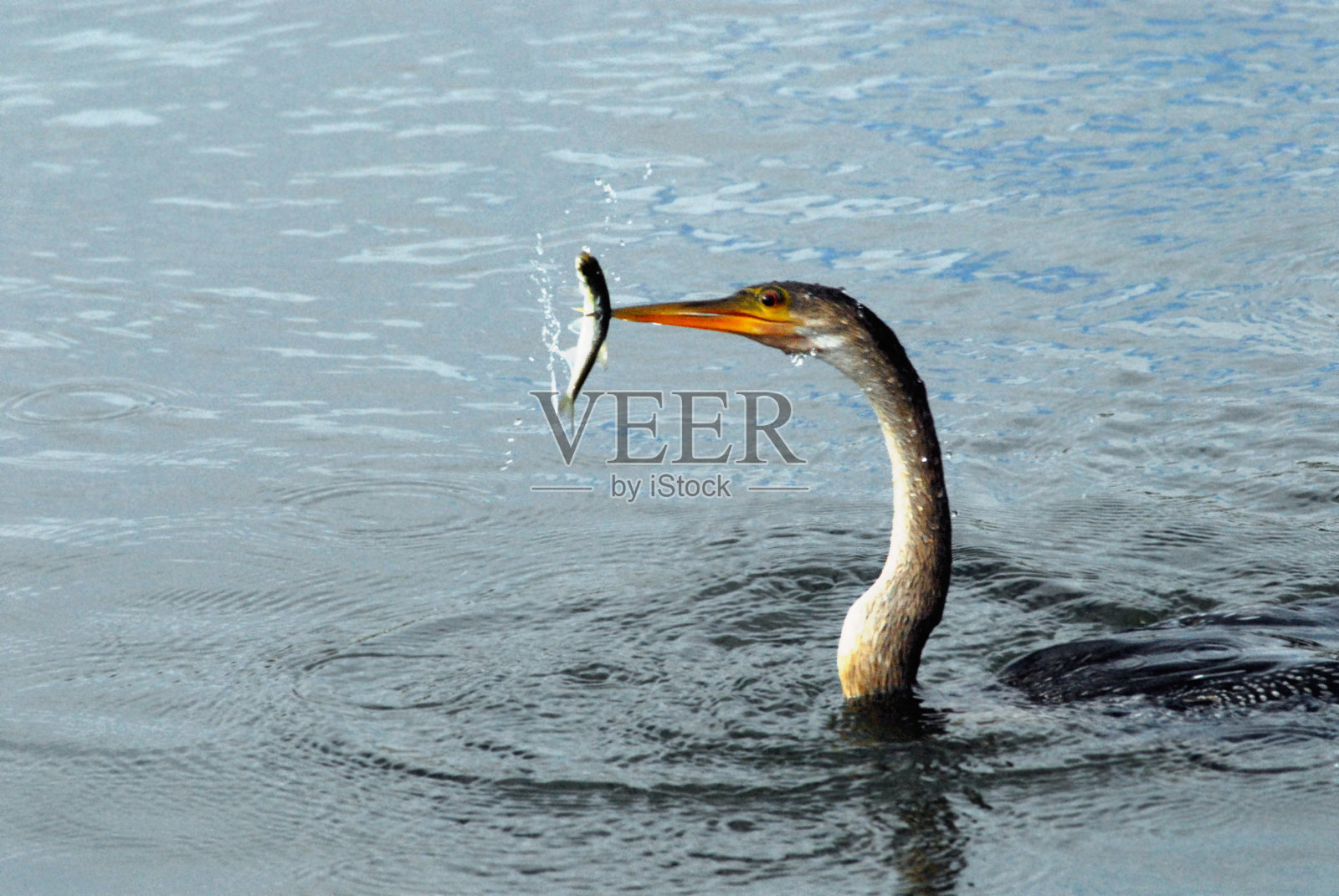 佛罗里达-鸟-近距离的Anhinga与刺鱼在喙照片摄影图片