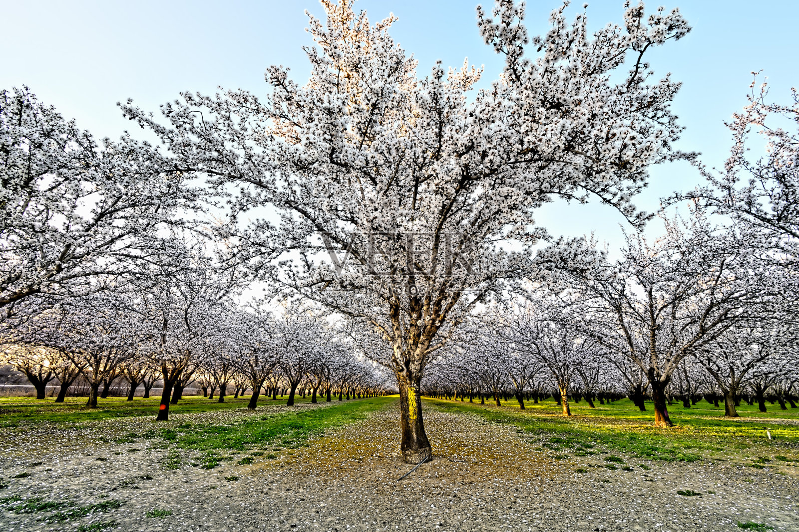 杏树开花照片摄影图片