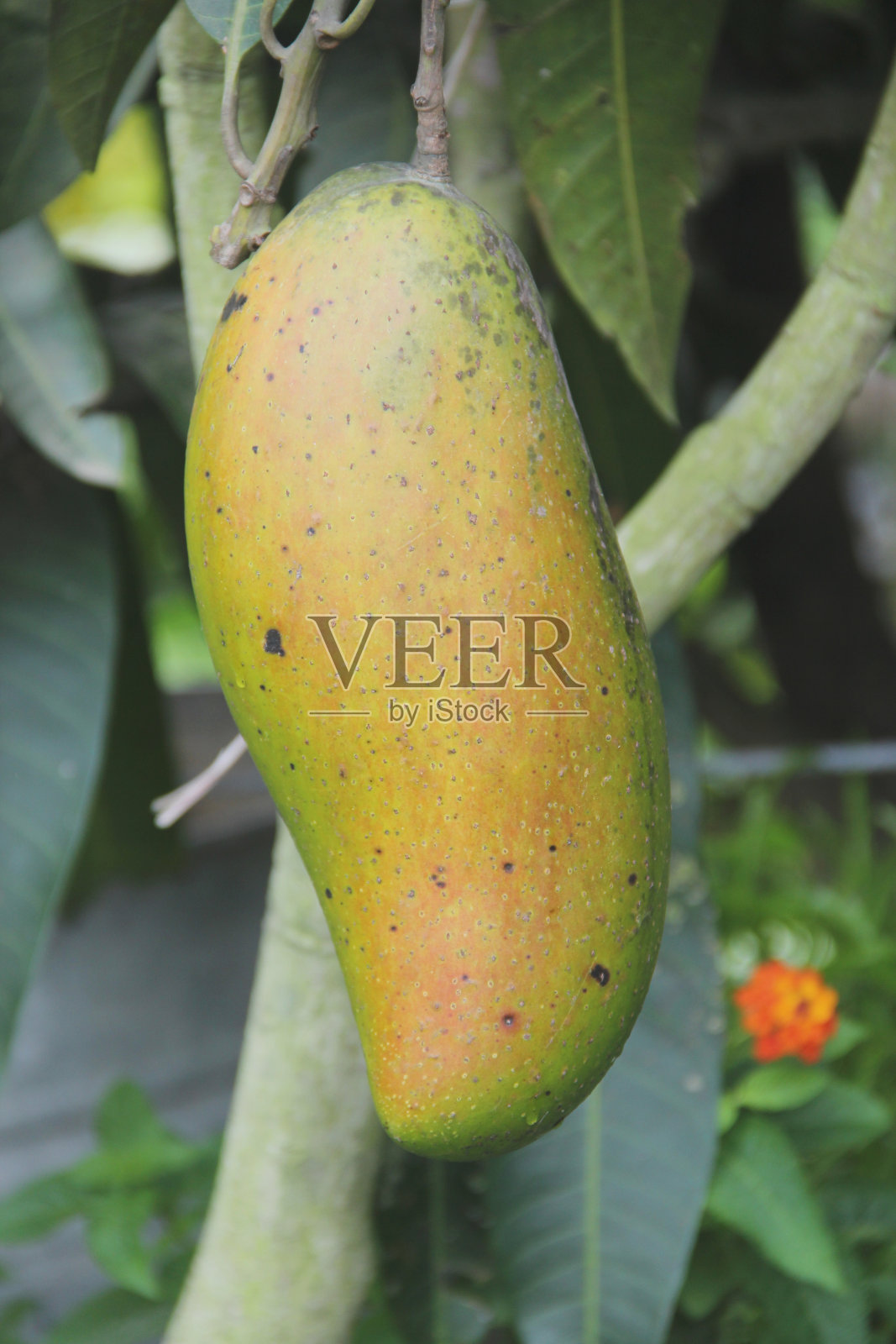 新鲜芒果，热带水果，增强免疫力，芒果园照片摄影图片