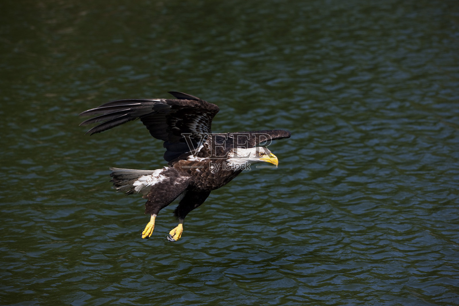 白头haliaeetus leucocephalus，飞行中的幼年秃鹰照片摄影图片