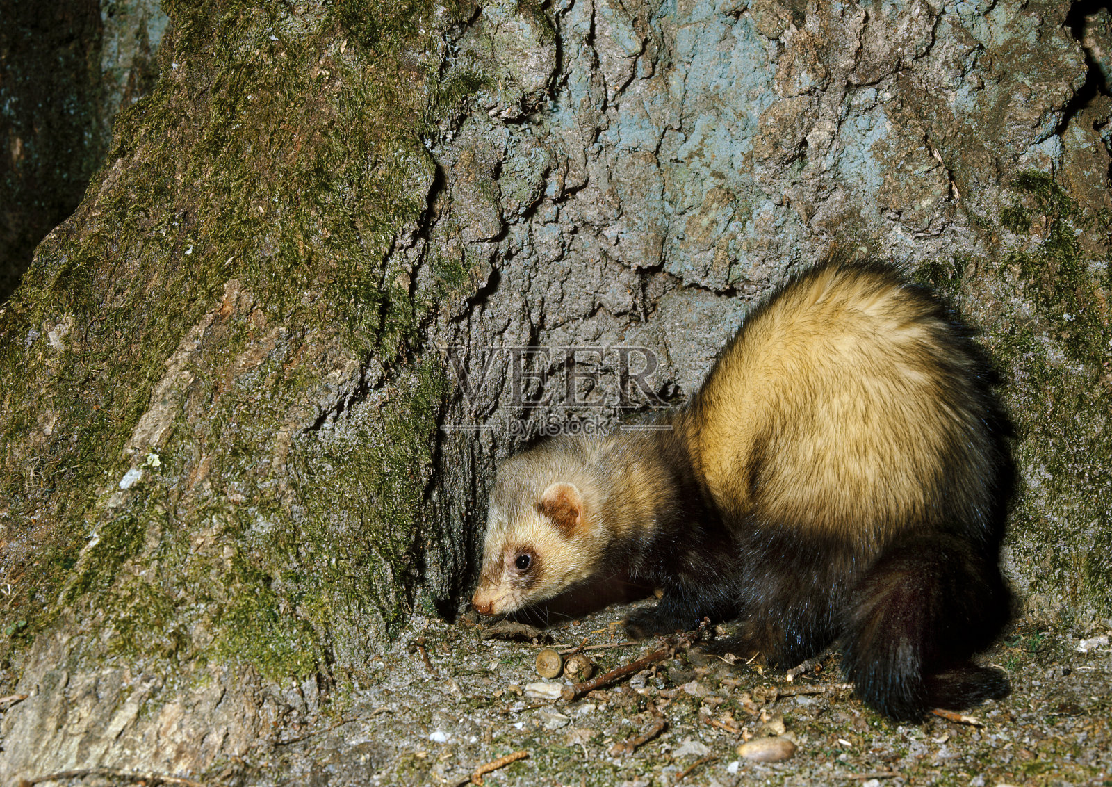欧洲斑猫，斑鼬，成年照片摄影图片