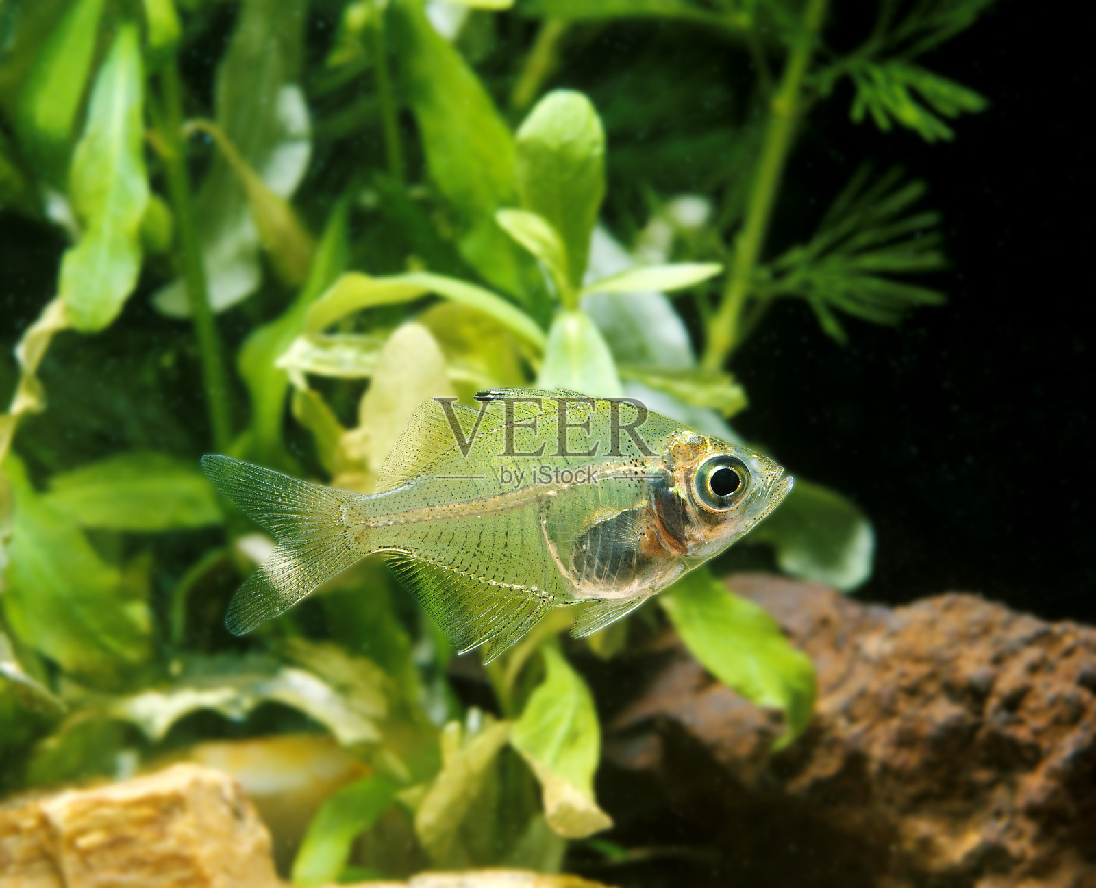 玻璃鱼，昌达拉拉，成虫照片摄影图片