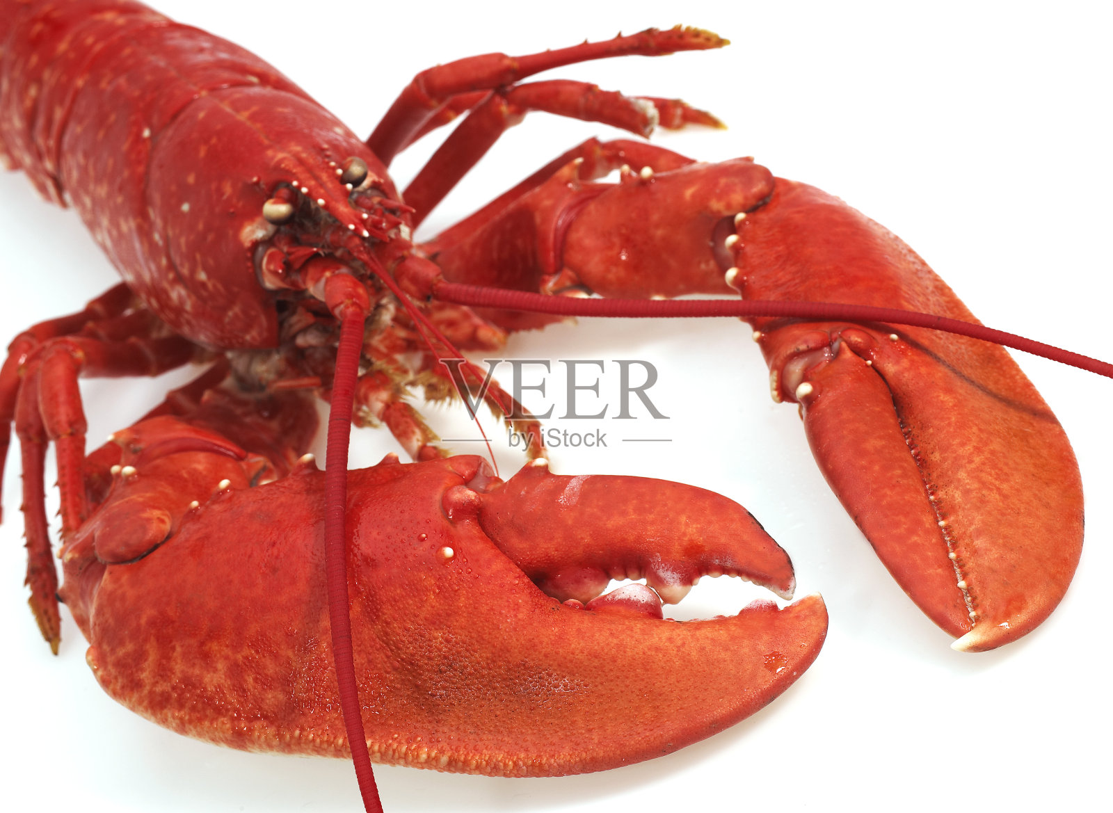 白背景下的煮龙虾照片摄影图片