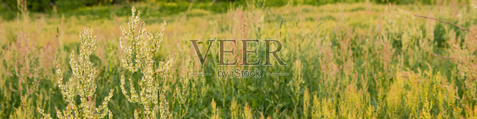 绿草照片摄影图片