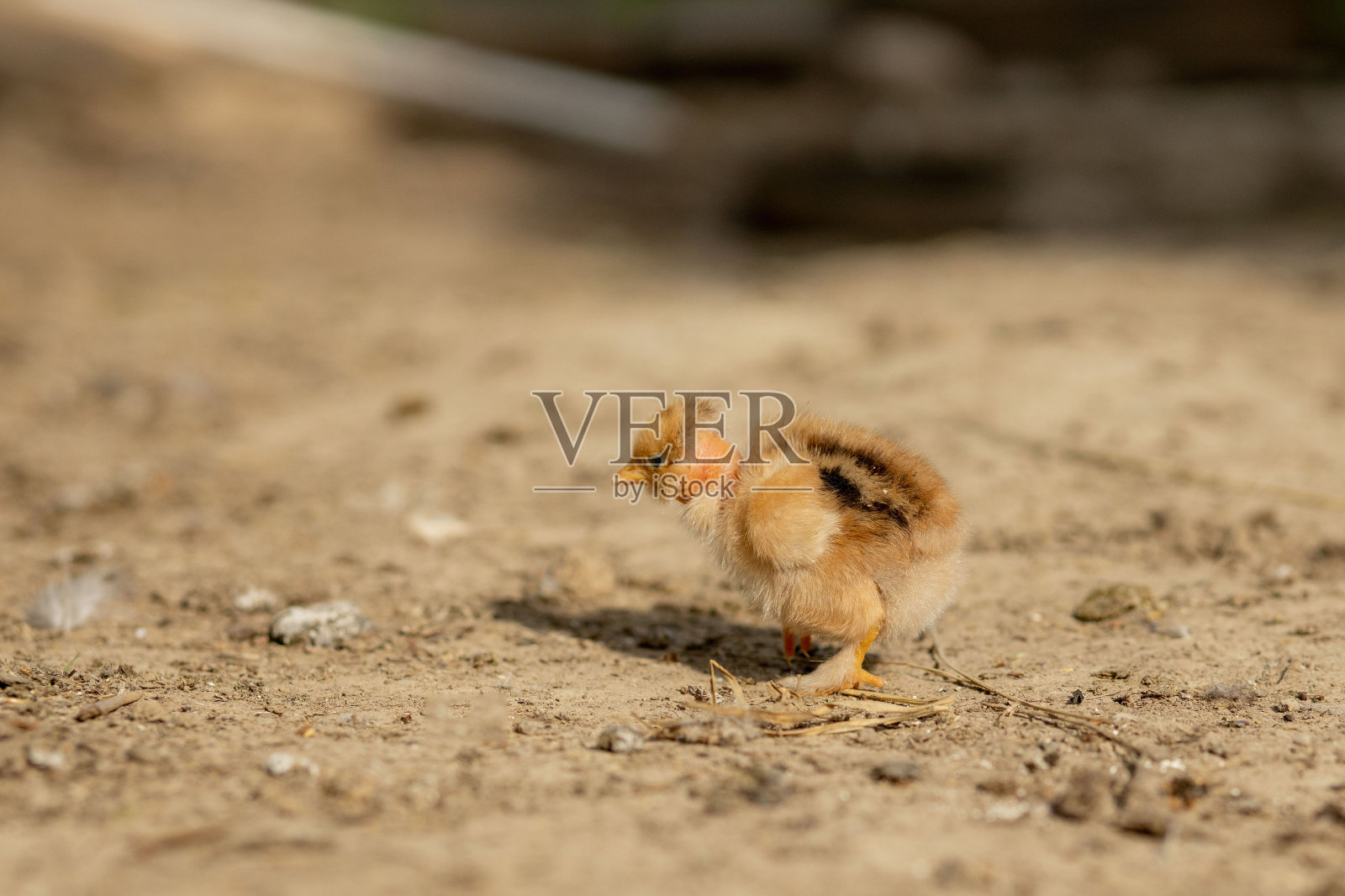一幅复活节毛茸茸的小鸡在阳光明媚的春天里在农场院子里散步的肖像照片摄影图片