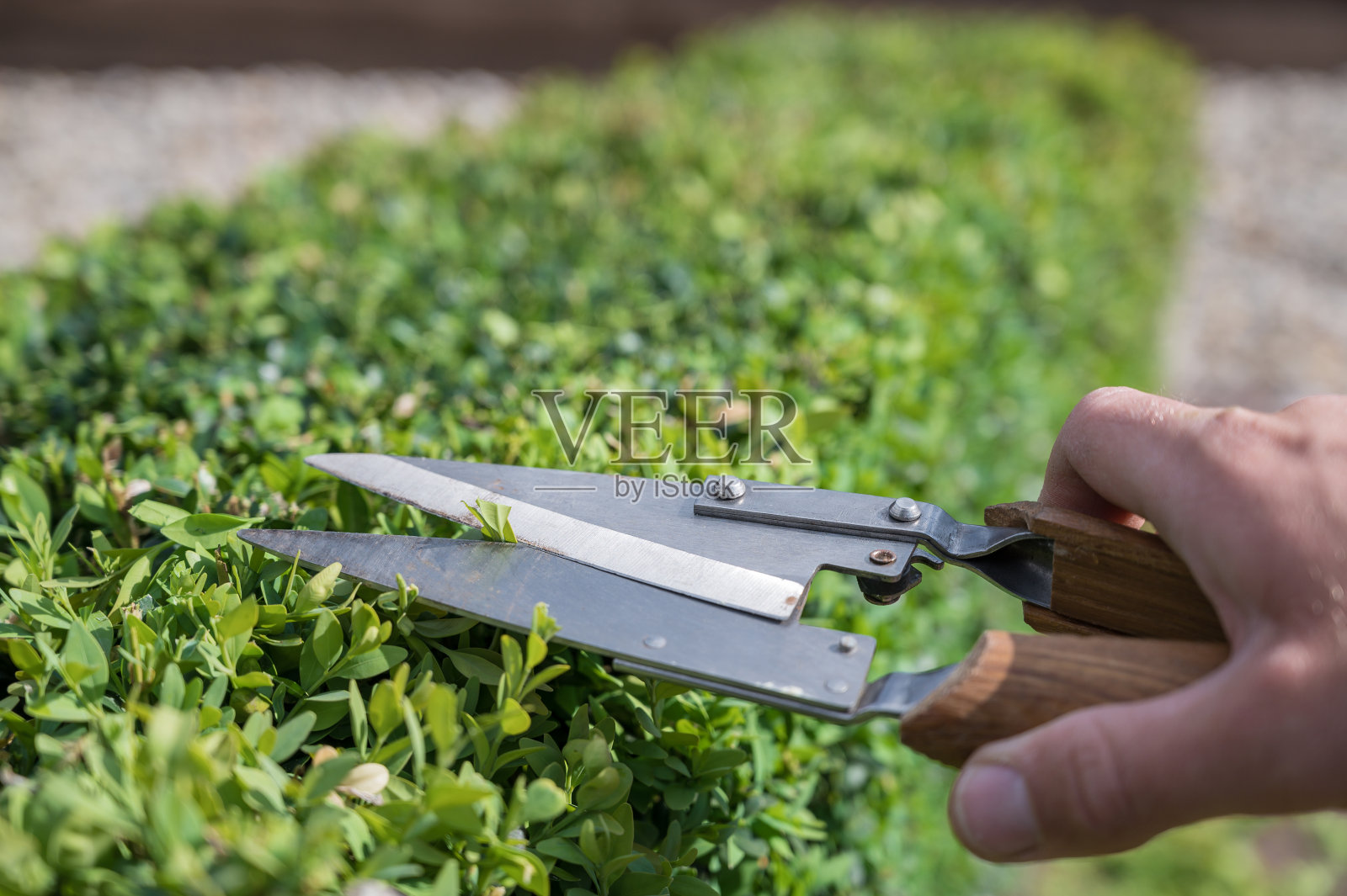 用黄杨木剪刀详细地剪下一棵黄杨木照片摄影图片