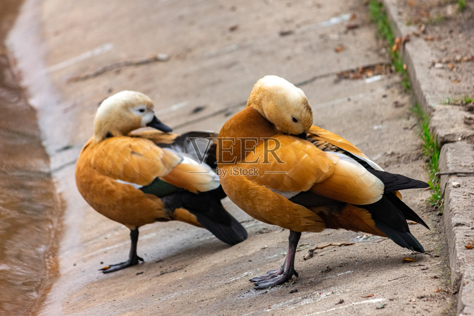 野鸭在湖上Ogar。特写镜头。照片摄影图片