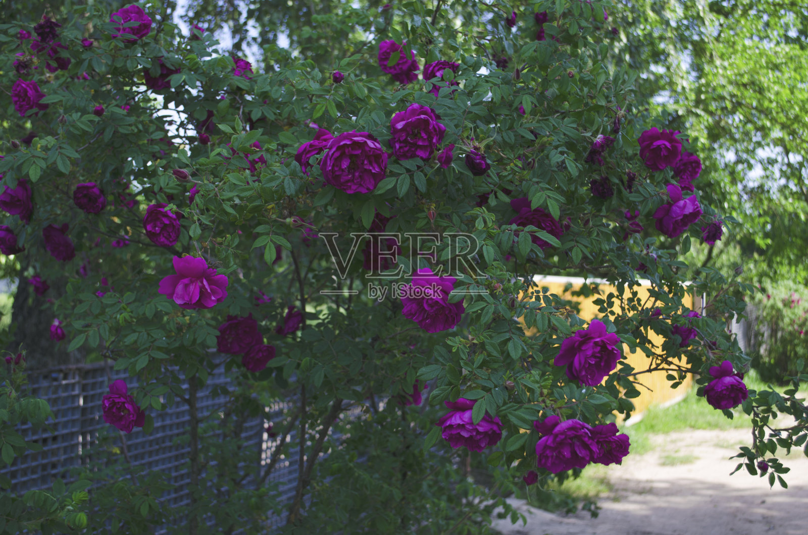 夏天的玫瑰。布什的玫瑰。美丽的一丛黄色，红色，粉红色的玫瑰在春天的花园里。玫瑰花园。特写和背景编织玫瑰。照片摄影图片