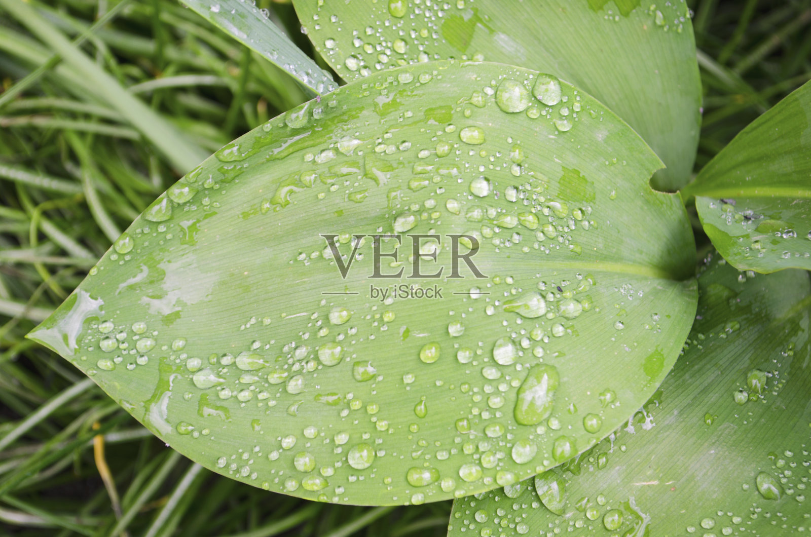 特写的叶子，绿色的模糊的背景上的绿色的绿叶。水滴在树叶上。植物上的夏雨。绿色背景上的雨滴。照片摄影图片