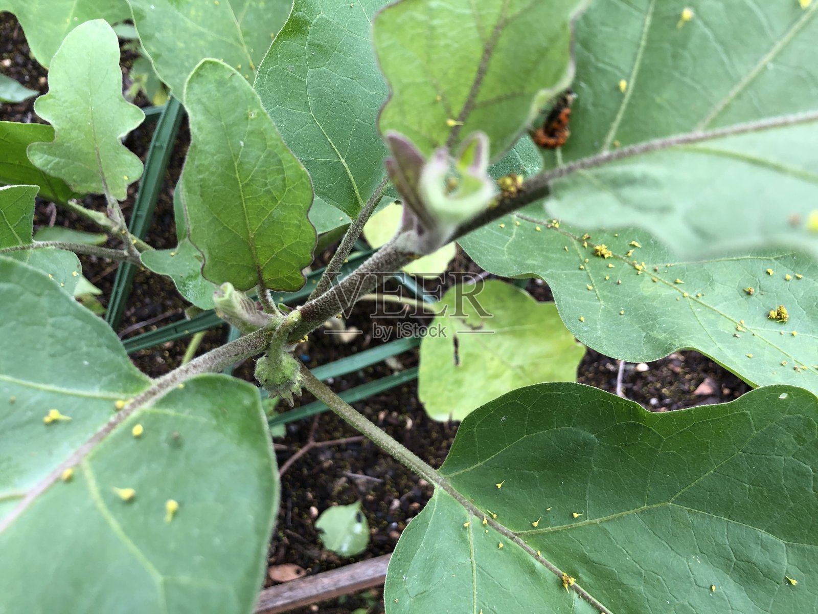 茄子上的瓢虫照片摄影图片