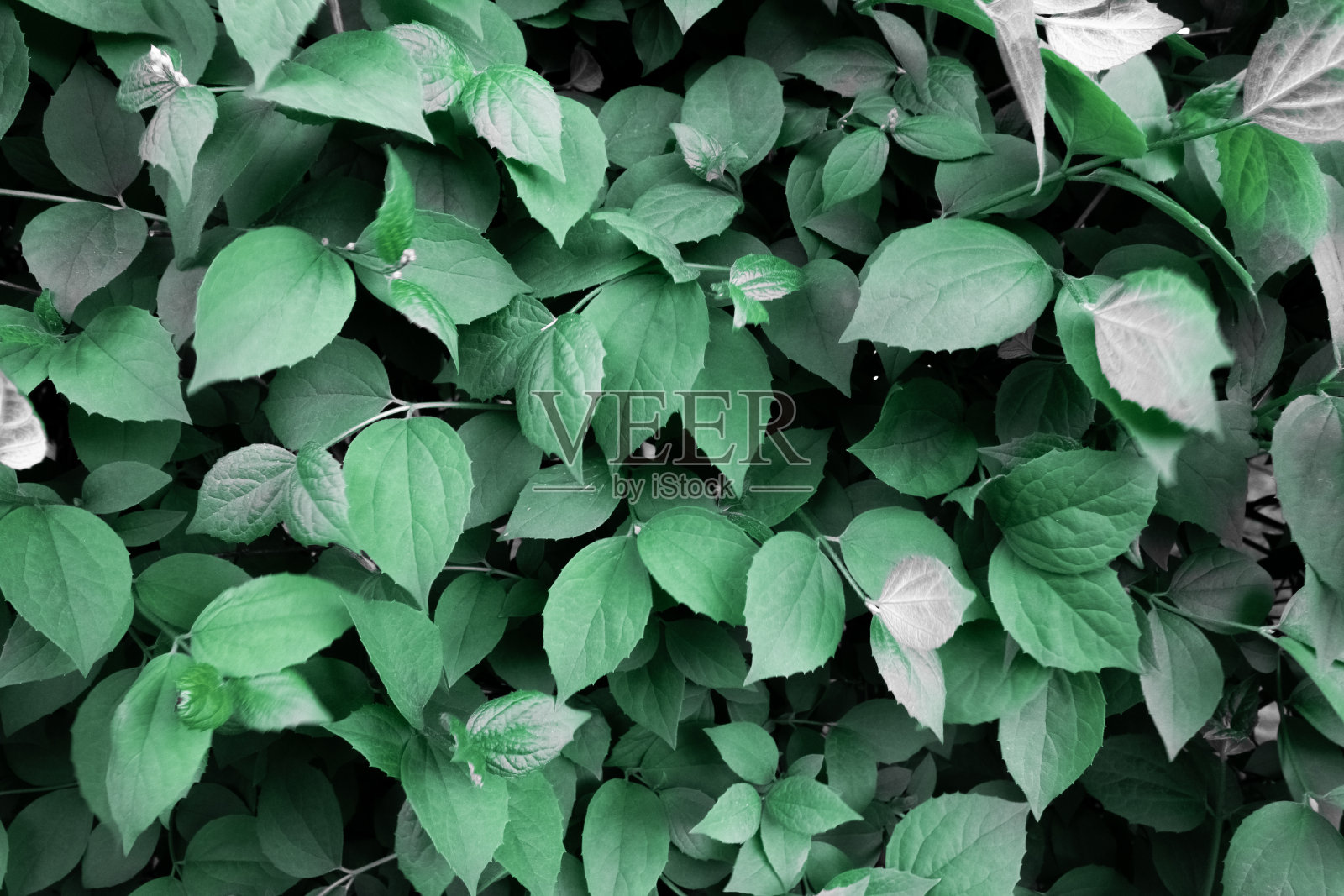 叶子的背景。灌木特写。照片摄影图片