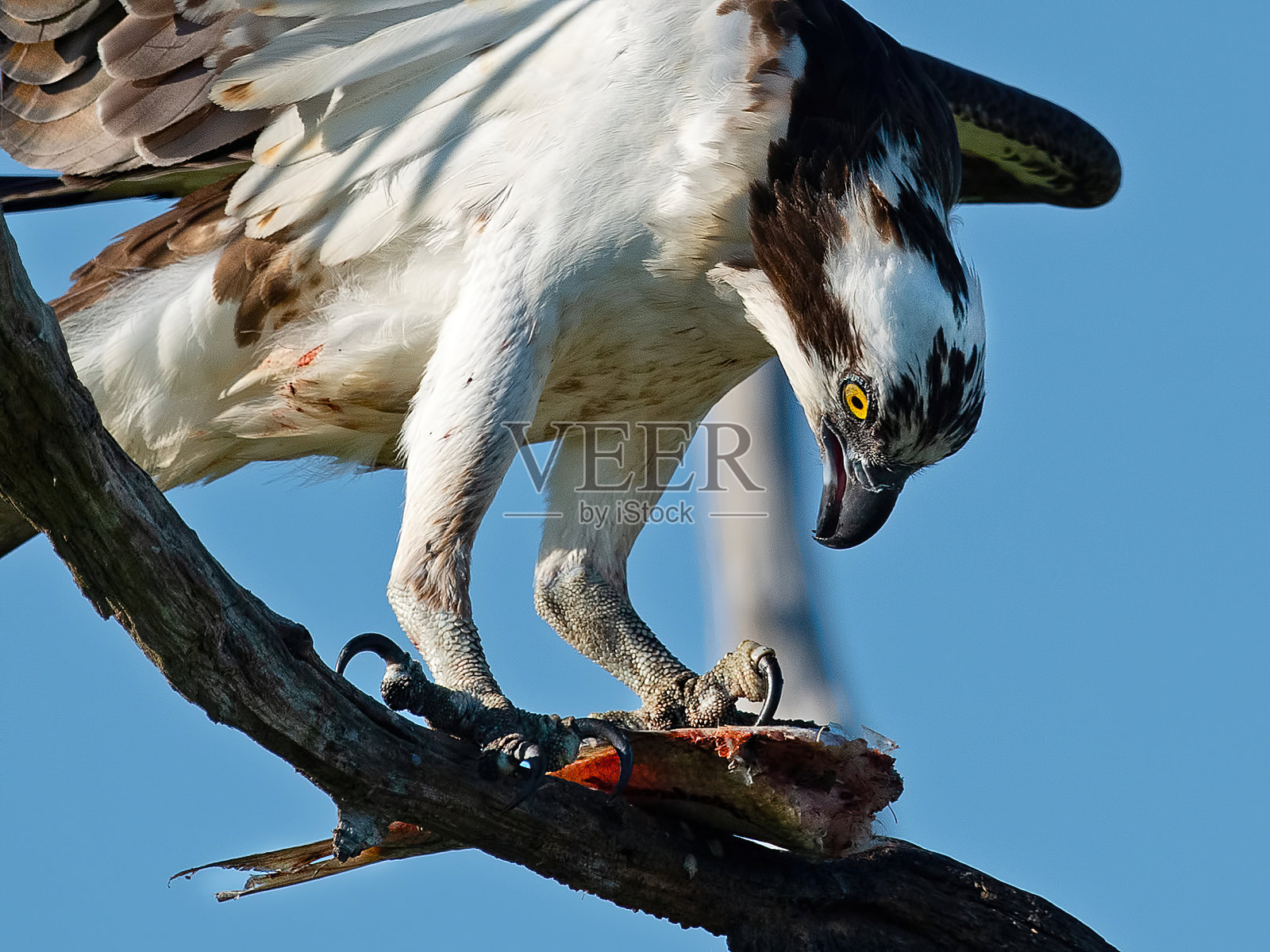 鱼鹰在树上吃鱼照片摄影图片