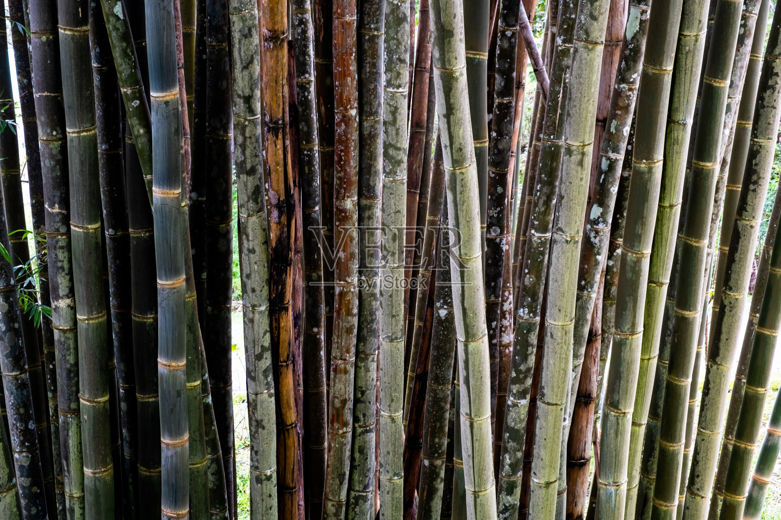花莲石菖蒲(门罗)库尔兹特写。或缅甸竹。巨大的竹林绿油油的背景。照片摄影图片