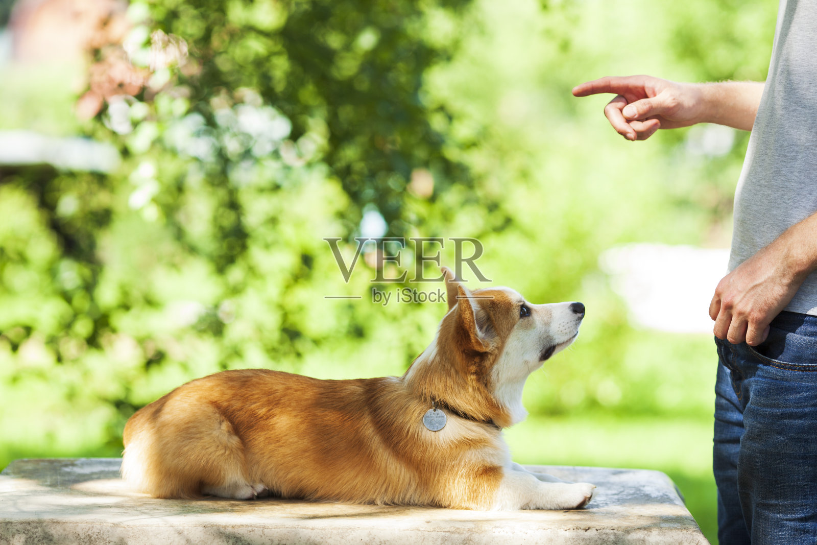 柯基犬与主人一起训练。照片摄影图片