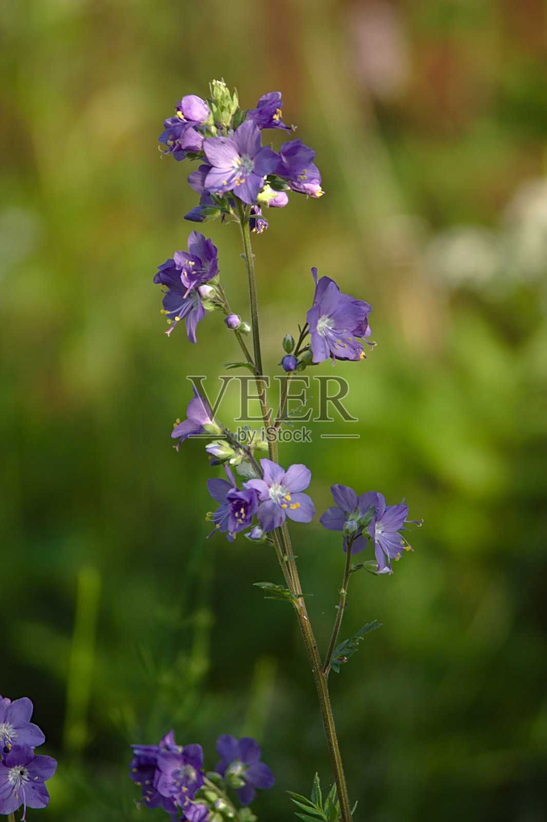 房子附近的草坪上有蓝色的花照片摄影图片
