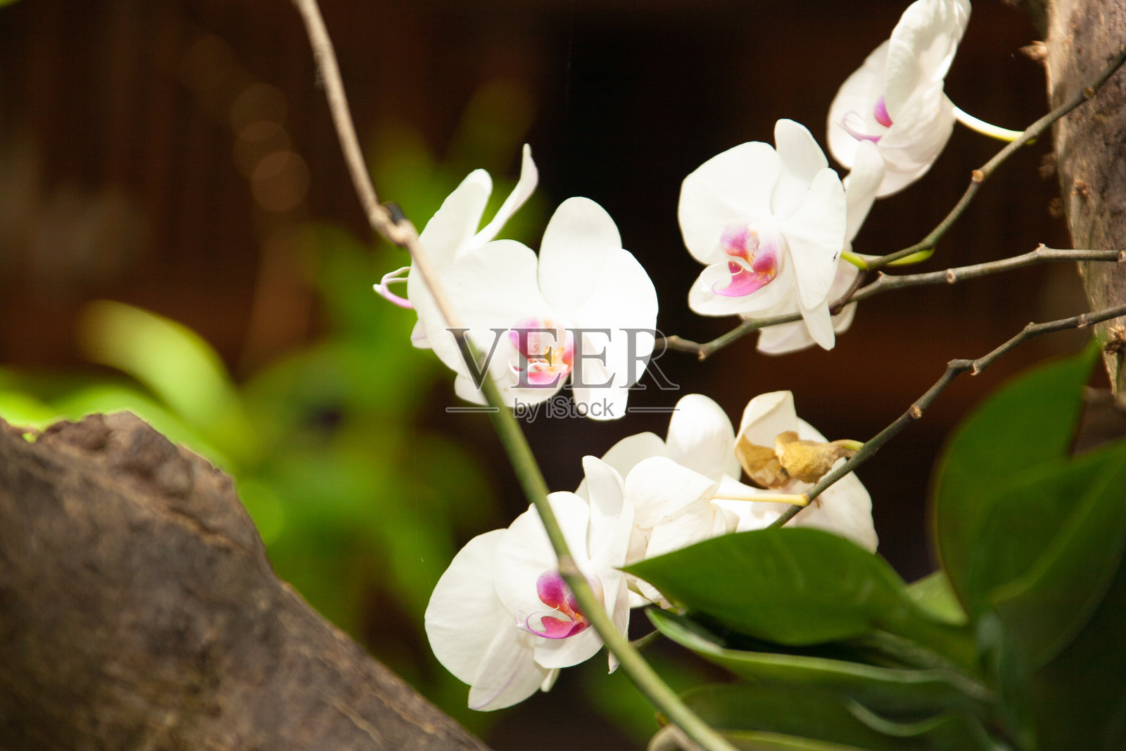 巴厘岛的场景照片摄影图片