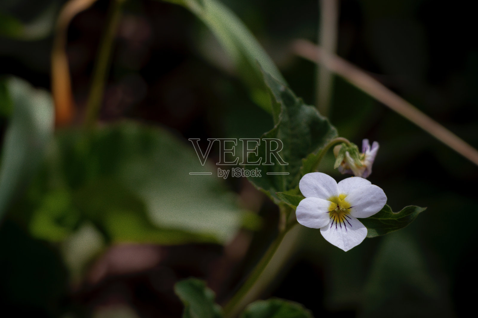 条纹的孤独者照片摄影图片