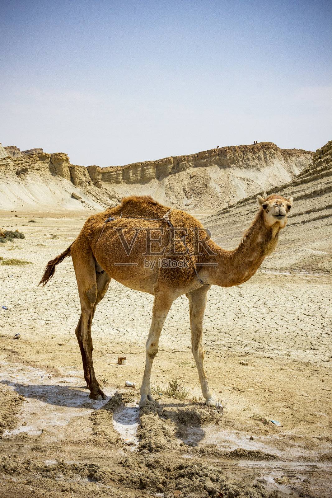 沙漠里的骆驼照片摄影图片