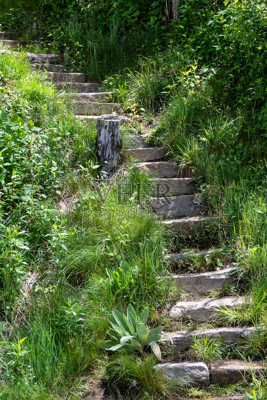 石阶爬高进入绿色森林照片摄影图片