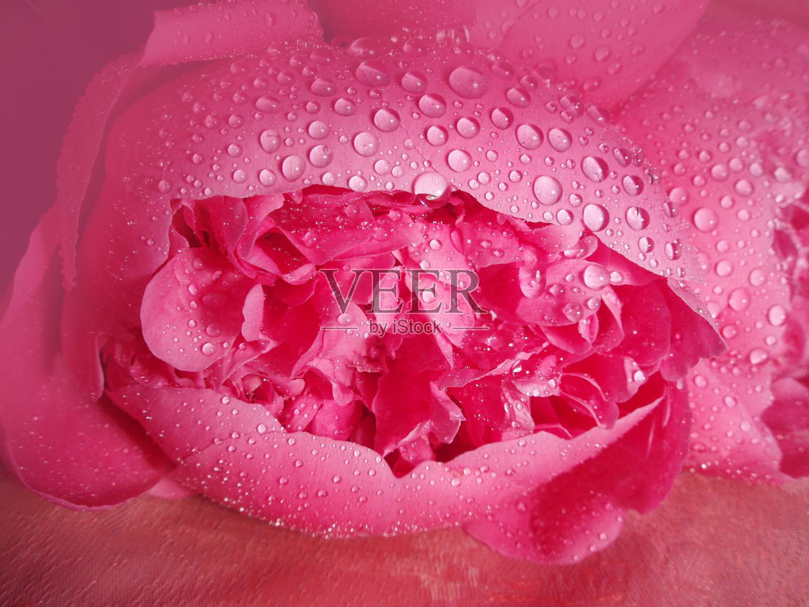 近距离种植粉红色牡丹。粉红色牡丹的特写。照片摄影图片