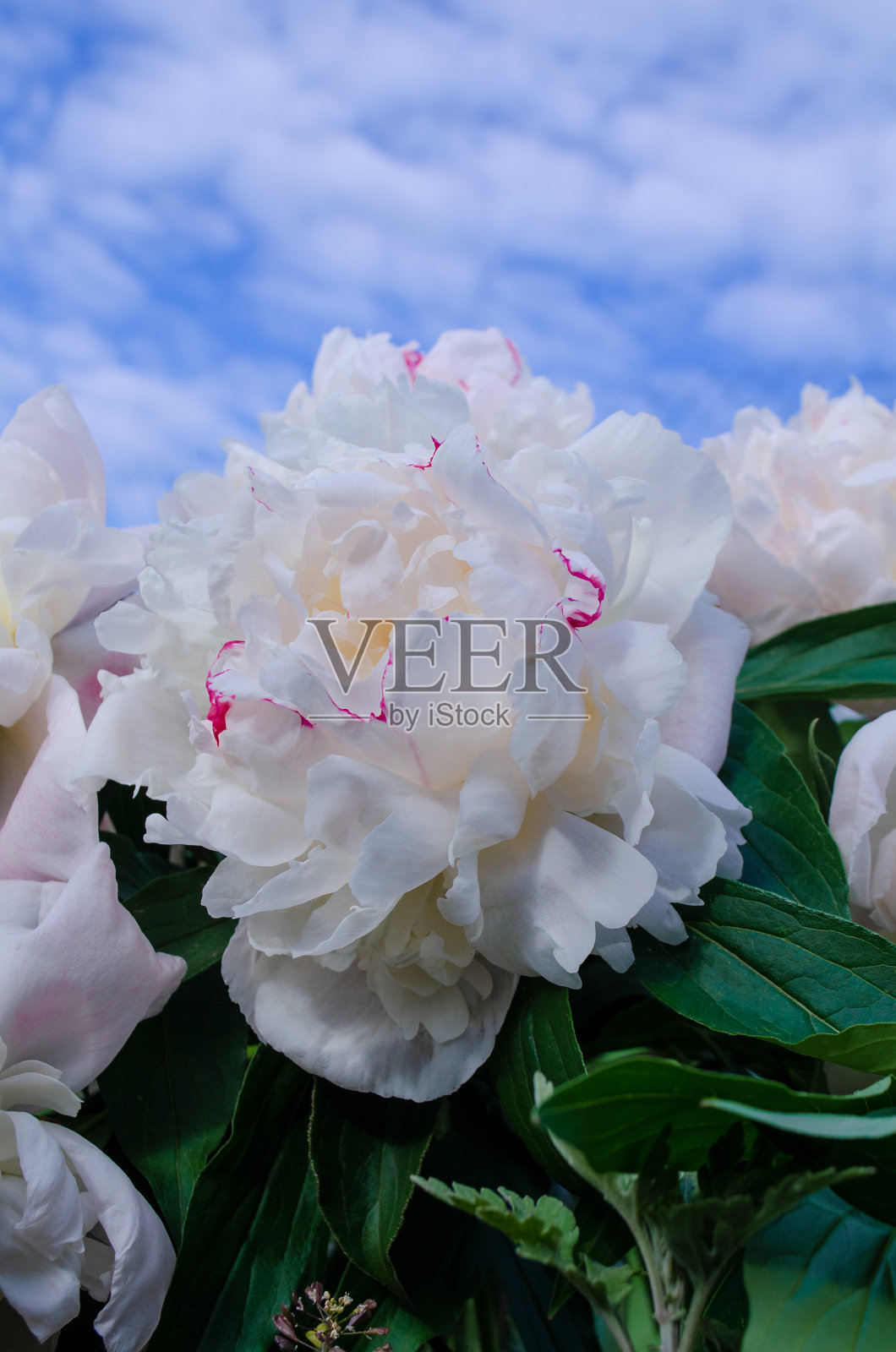 美丽的白牡丹特写。盛开的白牡丹照片摄影图片