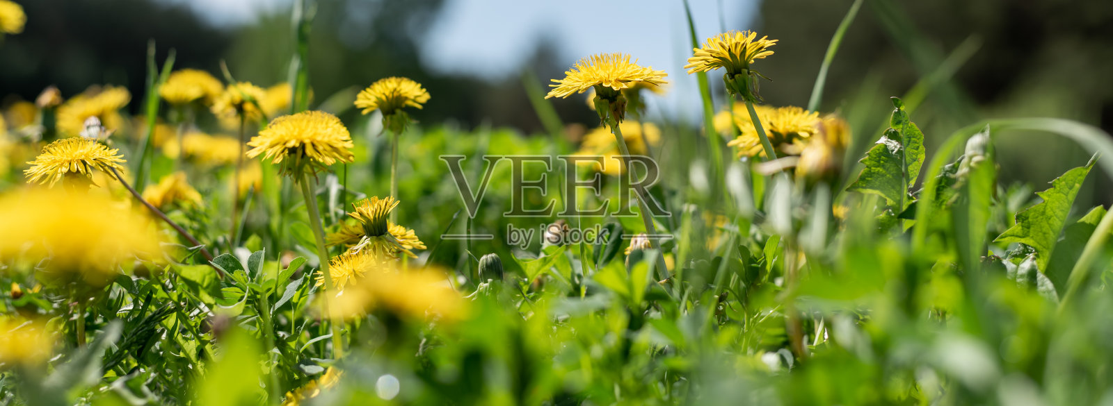 在阳光的照耀下，黄色的蒲公英生长在草坪上照片摄影图片