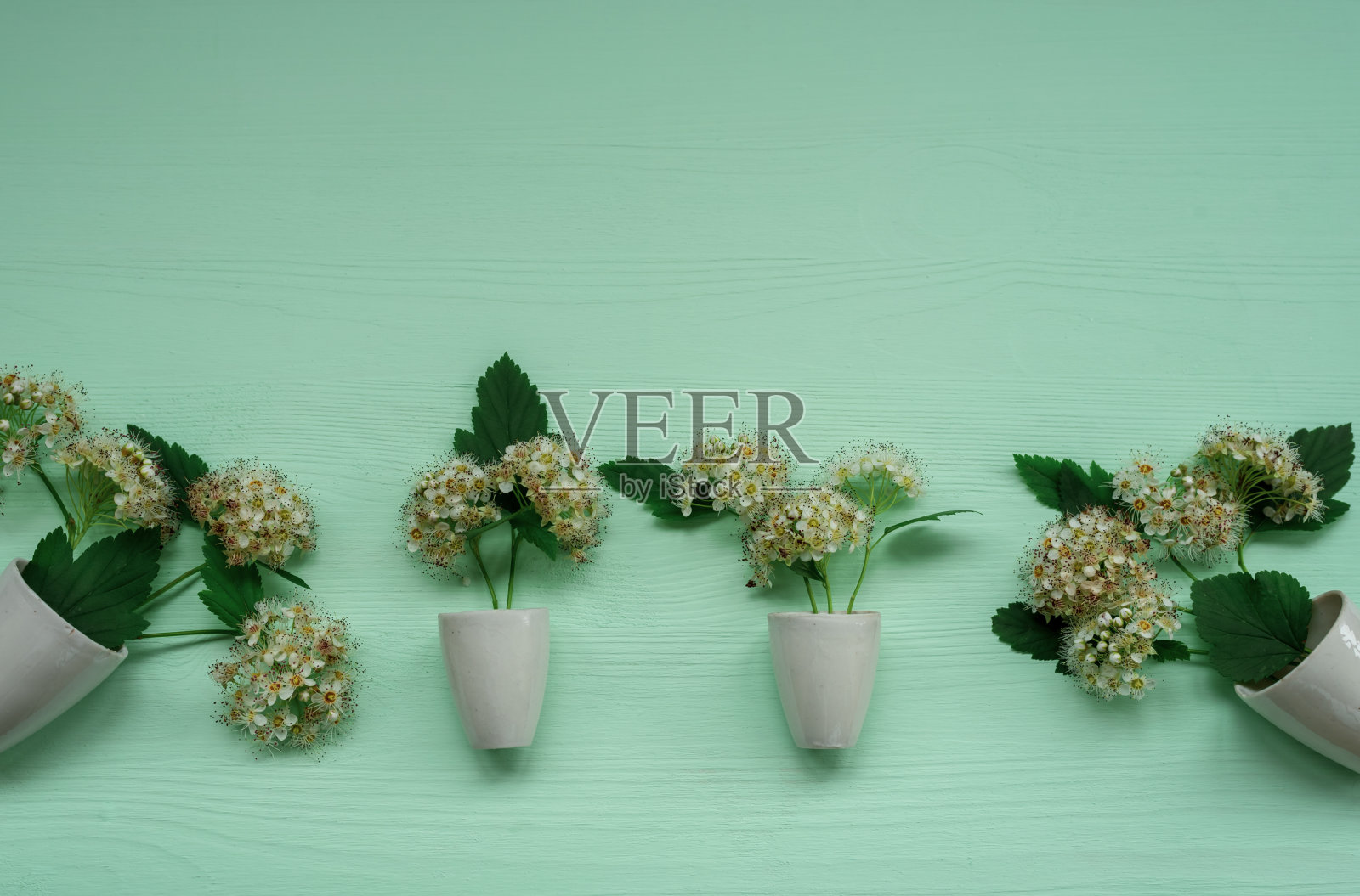 精致的白色山楂花在白色的花盆照片摄影图片