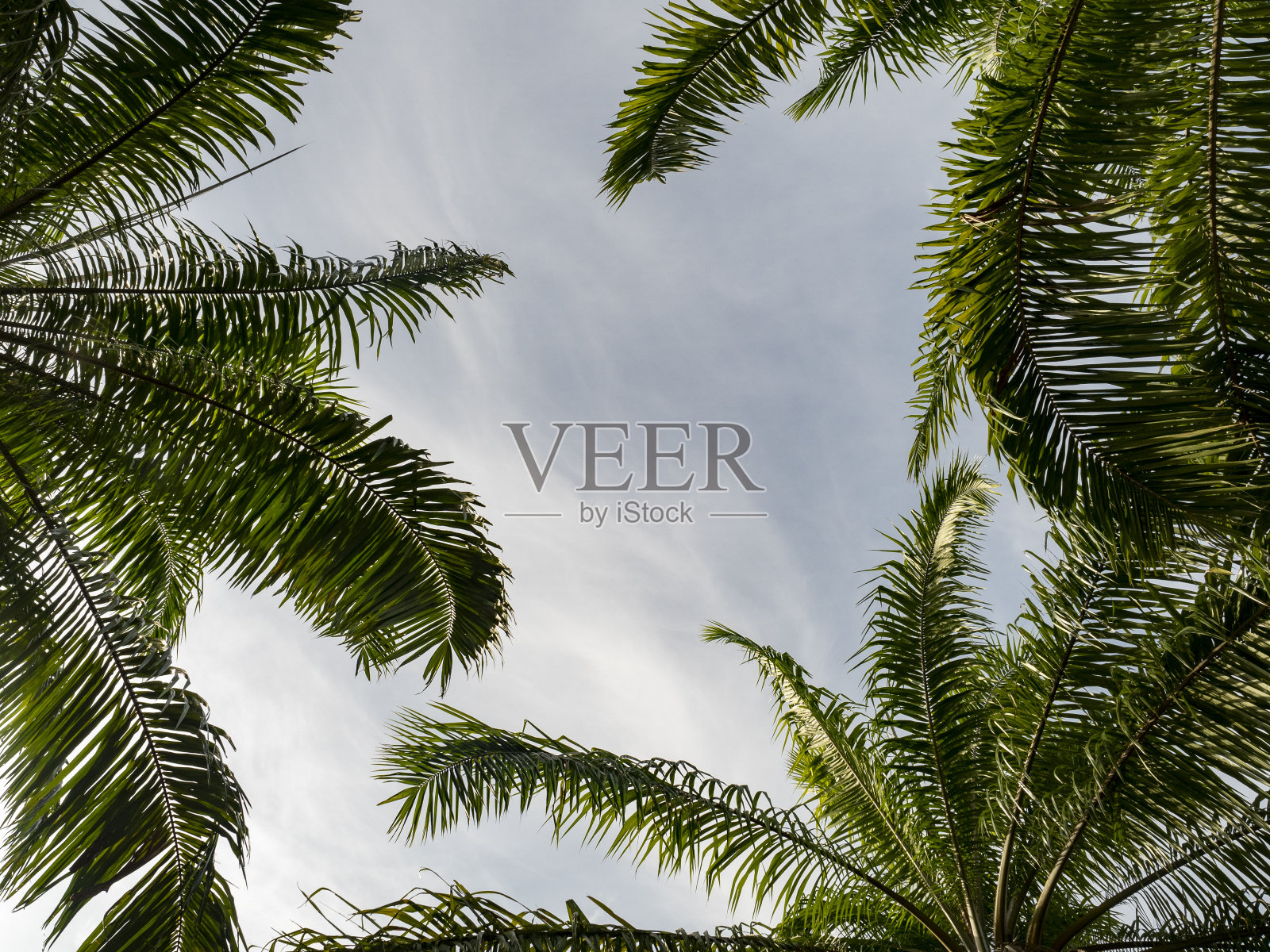 美丽的蓝天白云和绿色的叶子向上看。照片摄影图片