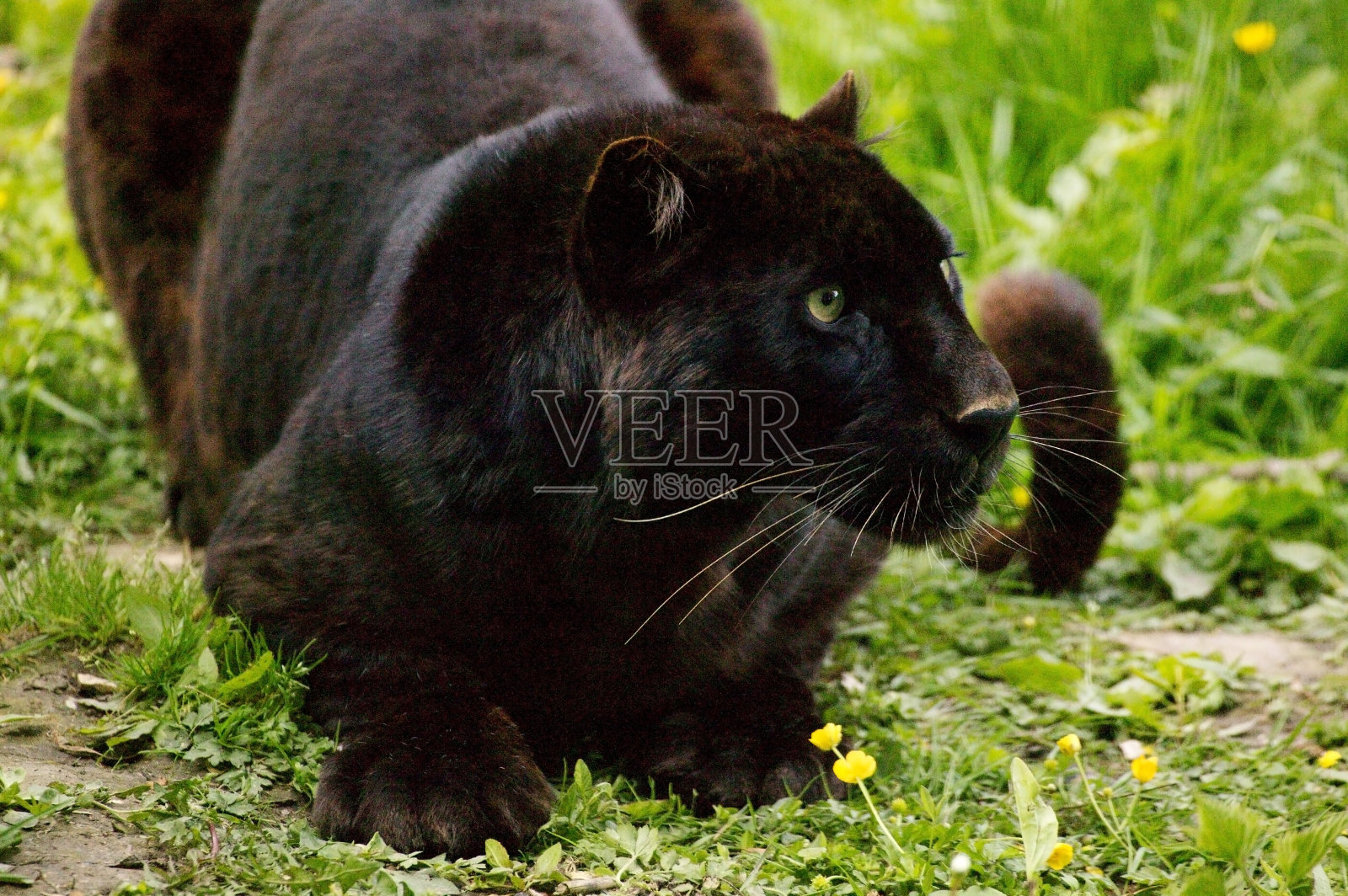 黑豹，成年黑豹照片摄影图片