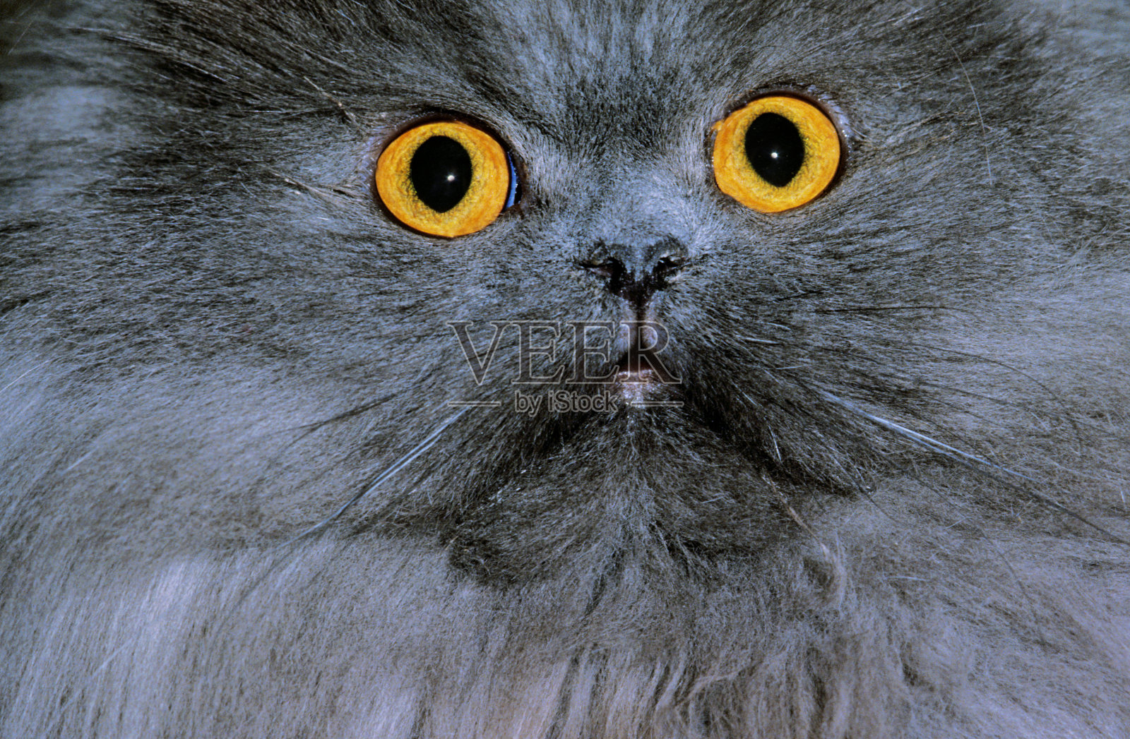 蓝色波斯家猫，成人肖像，眼睛特写照片摄影图片