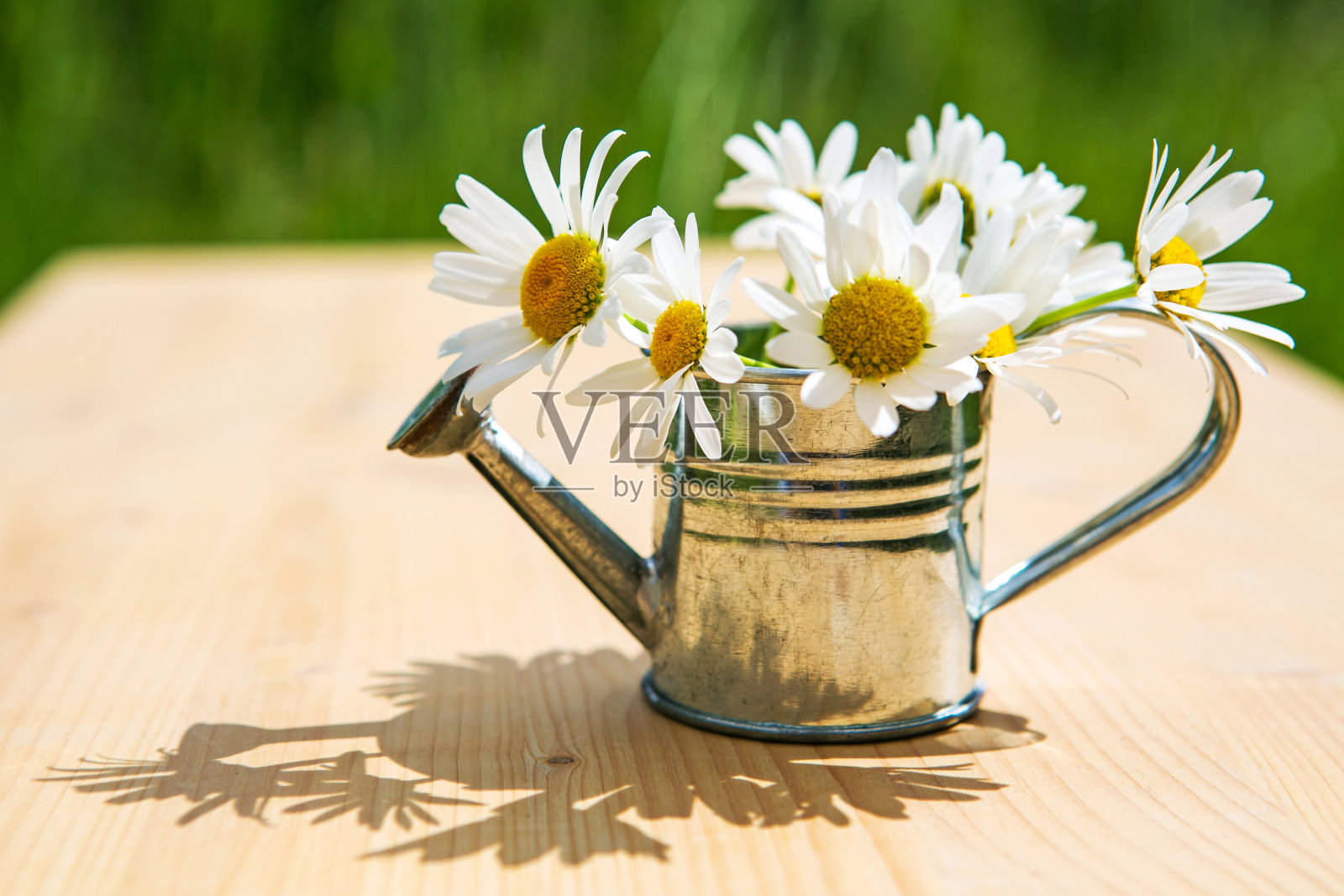 小微型洒水罐与雏菊木制桌子在室外花园照片摄影图片