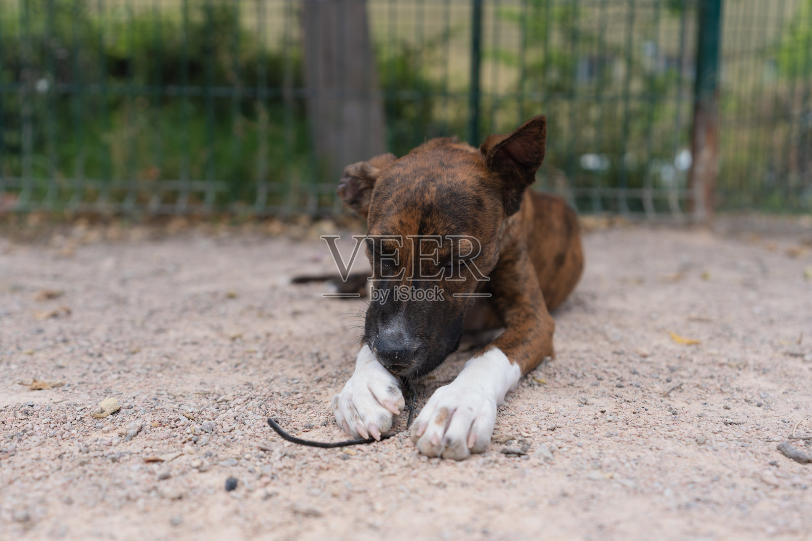 公园里的狗狗肖像，咬着塑料时鼻子被弄脏了照片摄影图片