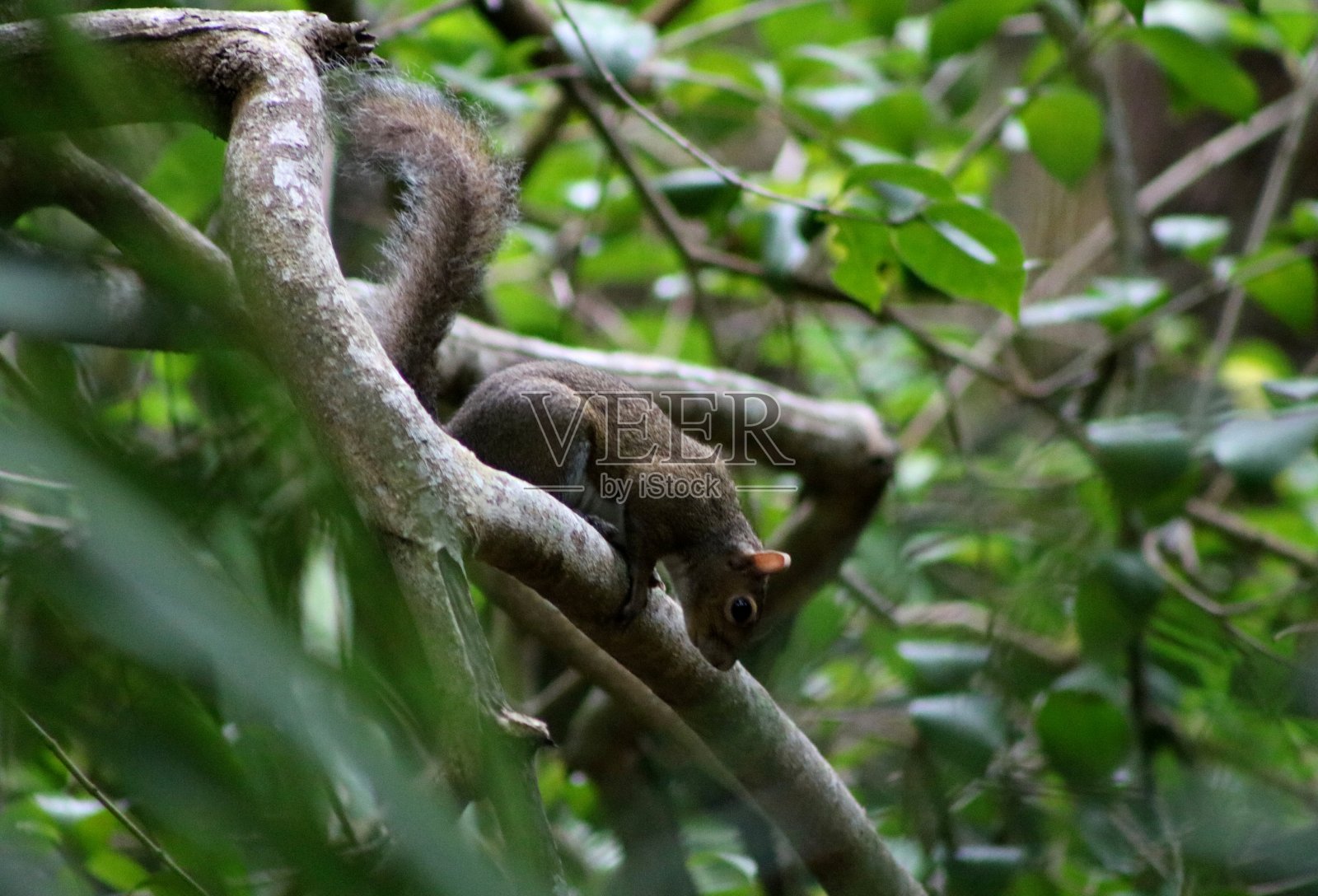 福克斯松鼠照片摄影图片