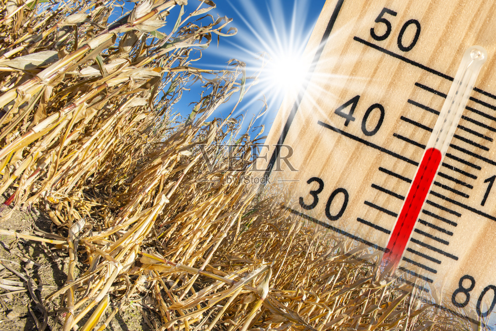 温度高，玉米田干燥照片摄影图片