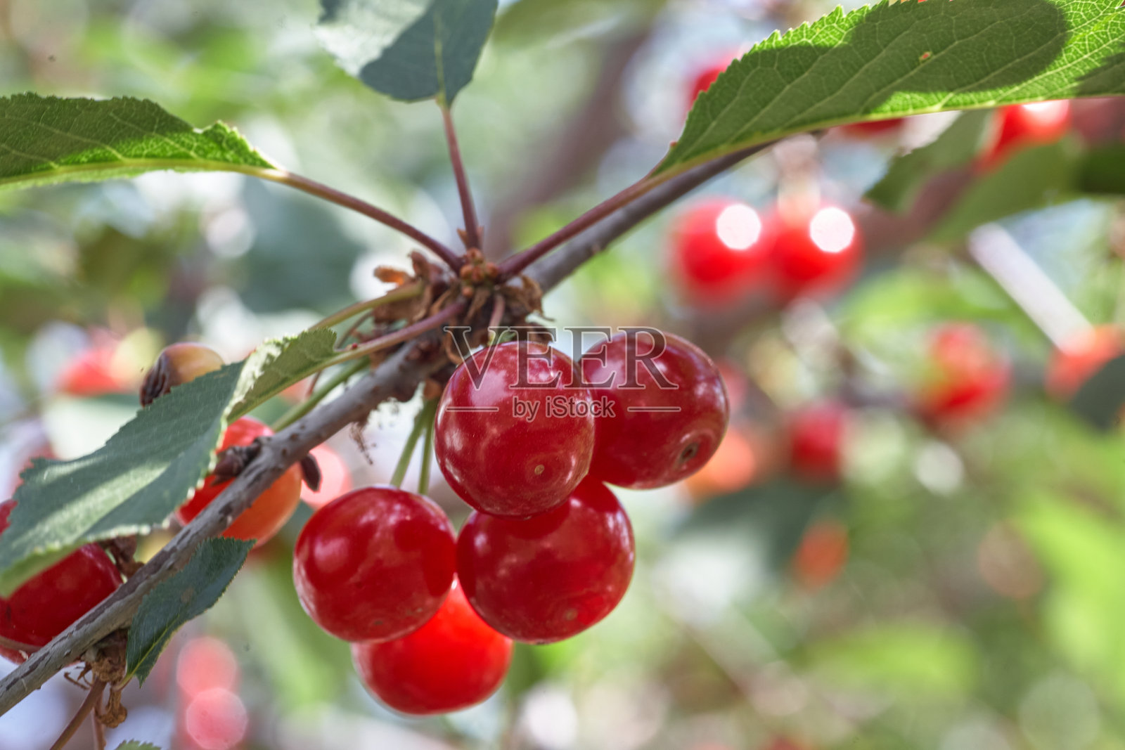 成熟的樱桃挂在樱桃树枝上。照片摄影图片