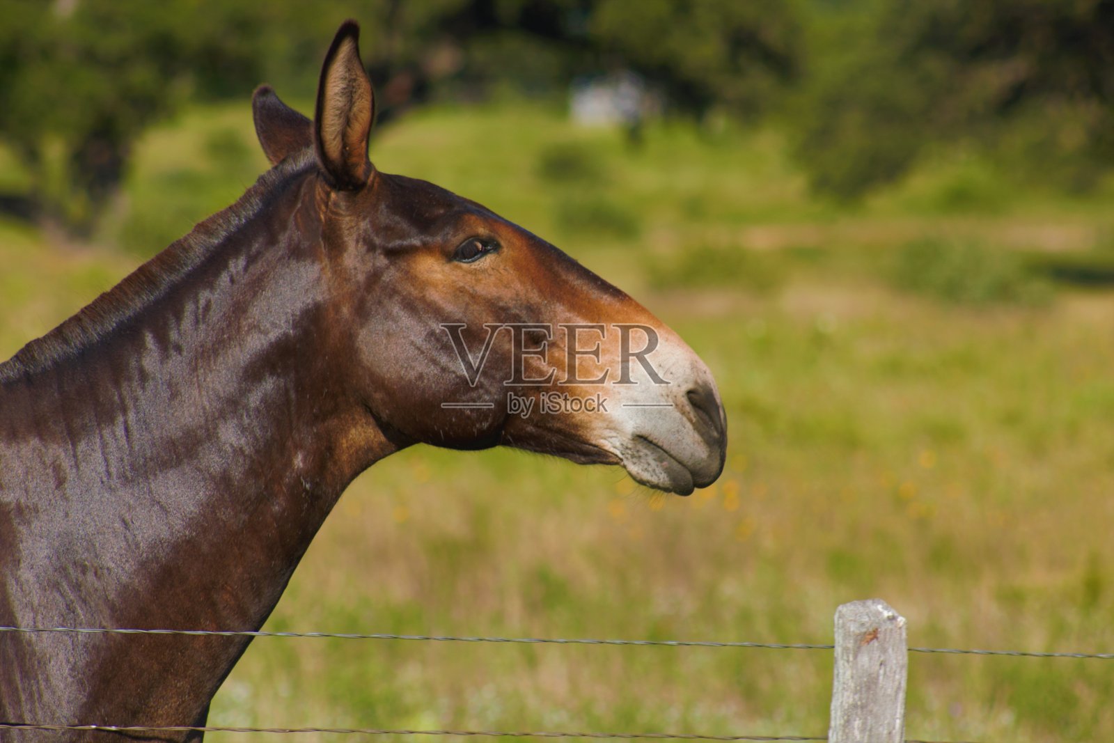 宁静的马照片摄影图片