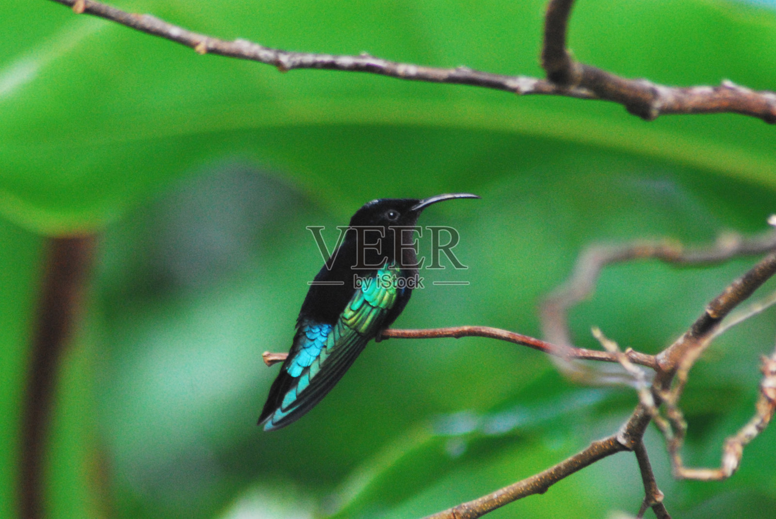 鸟类-瓜德罗普岛一只美丽的野生蜂鸟的特写照片摄影图片