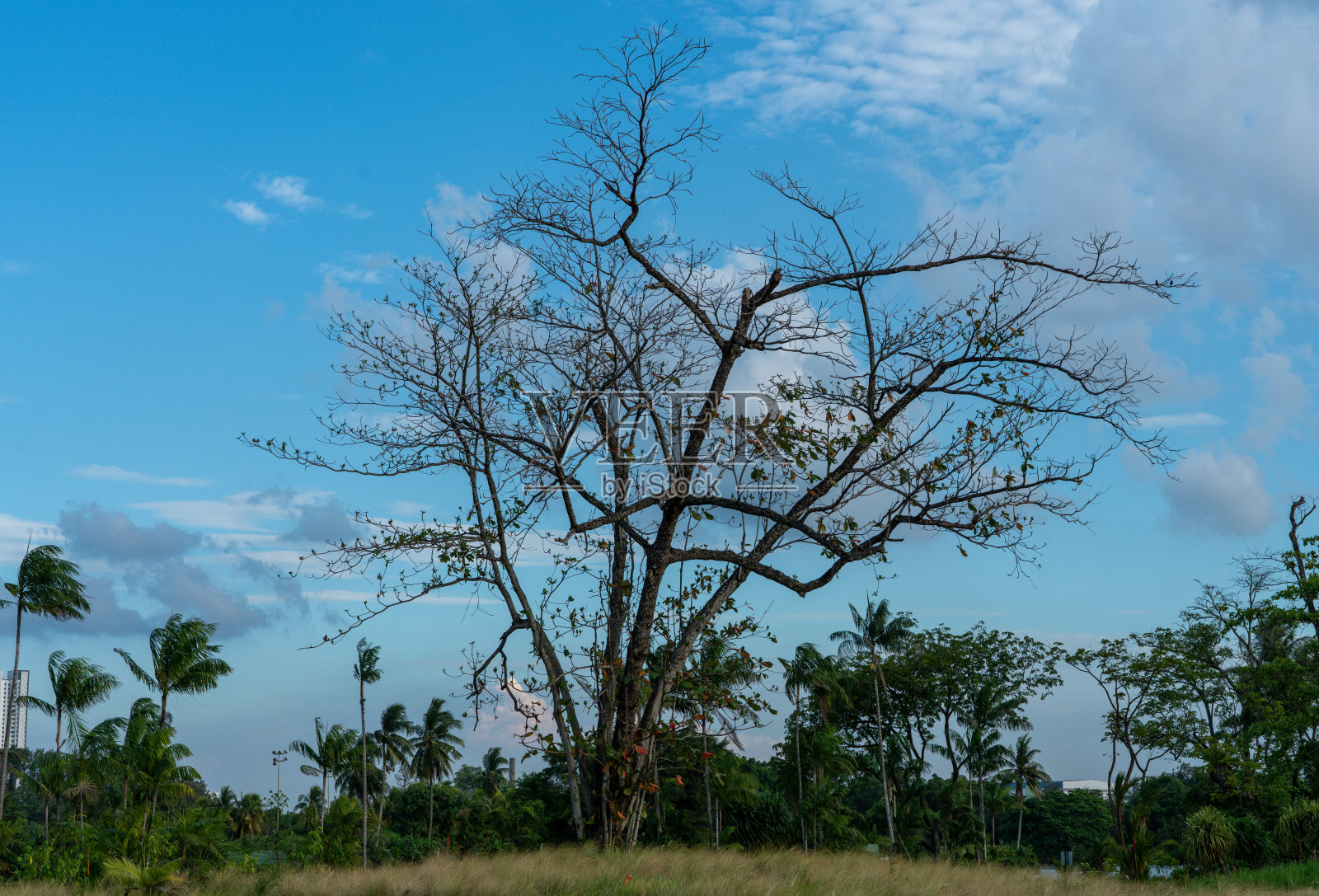 树在一个阳光明媚的日子。新加坡裕廊湖花园照片摄影图片