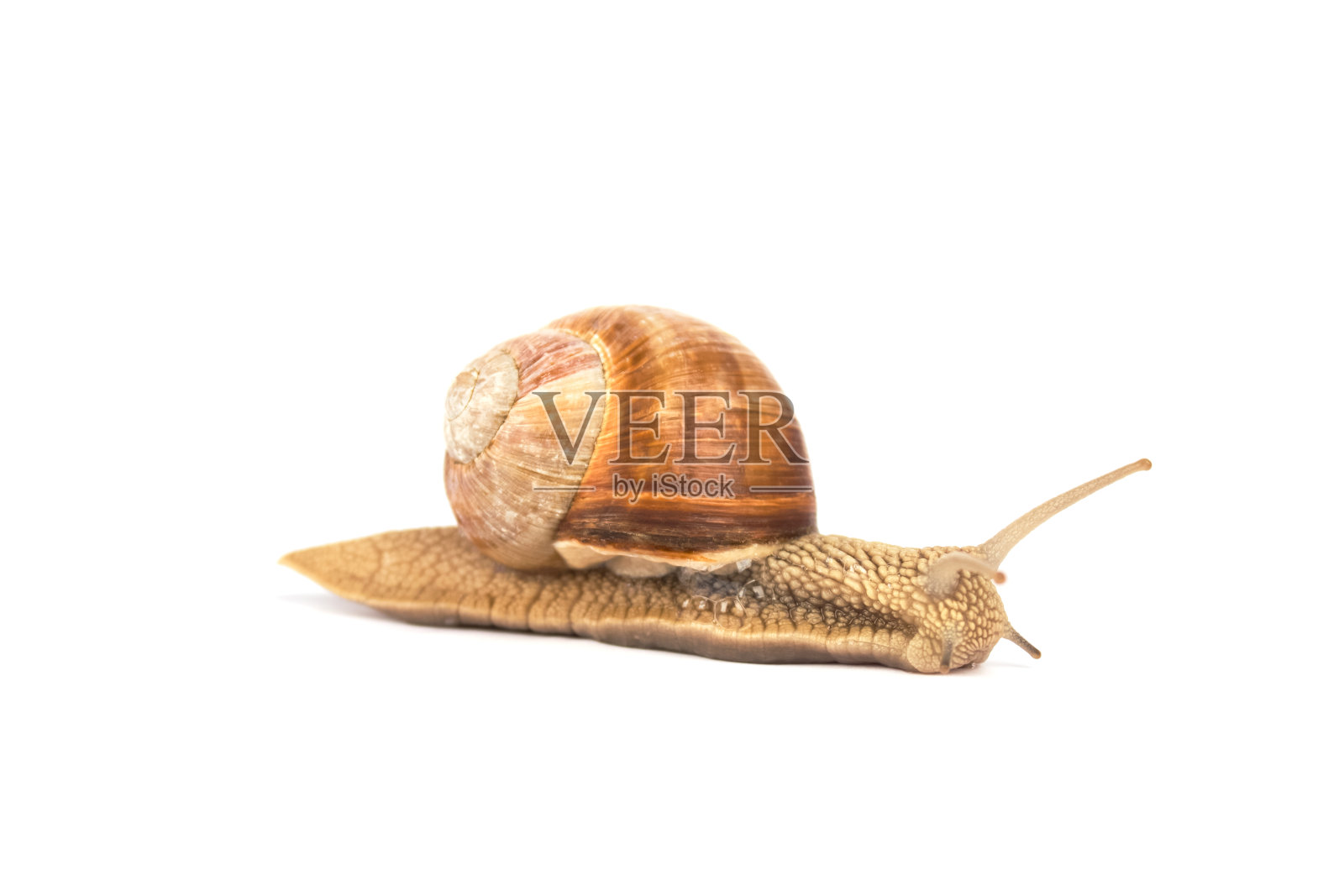 勃艮第蜗牛，螺旋pomatia，孤立的白色为您的展示。有选择性的重点。现代美容和替代医学或食品概念。肺腹足类陆地软体动物照片摄影图片