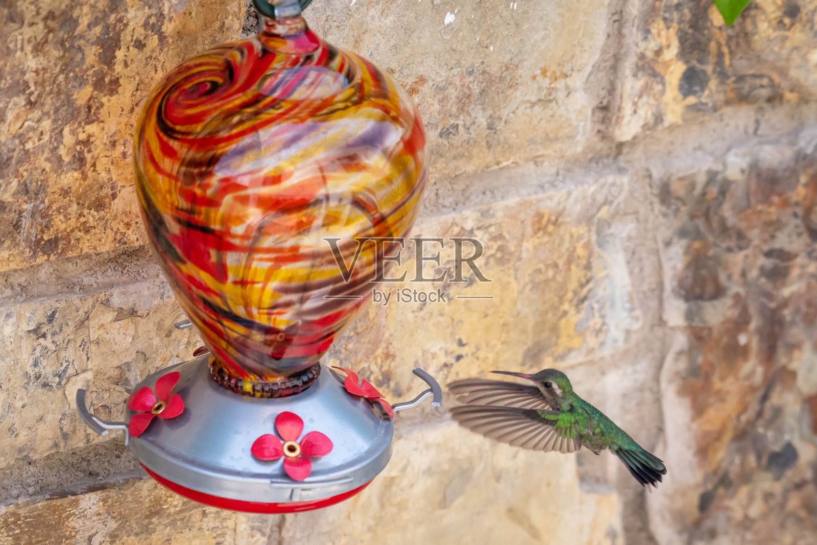 蜂鸟在五颜六色的喂食器里。照片摄影图片