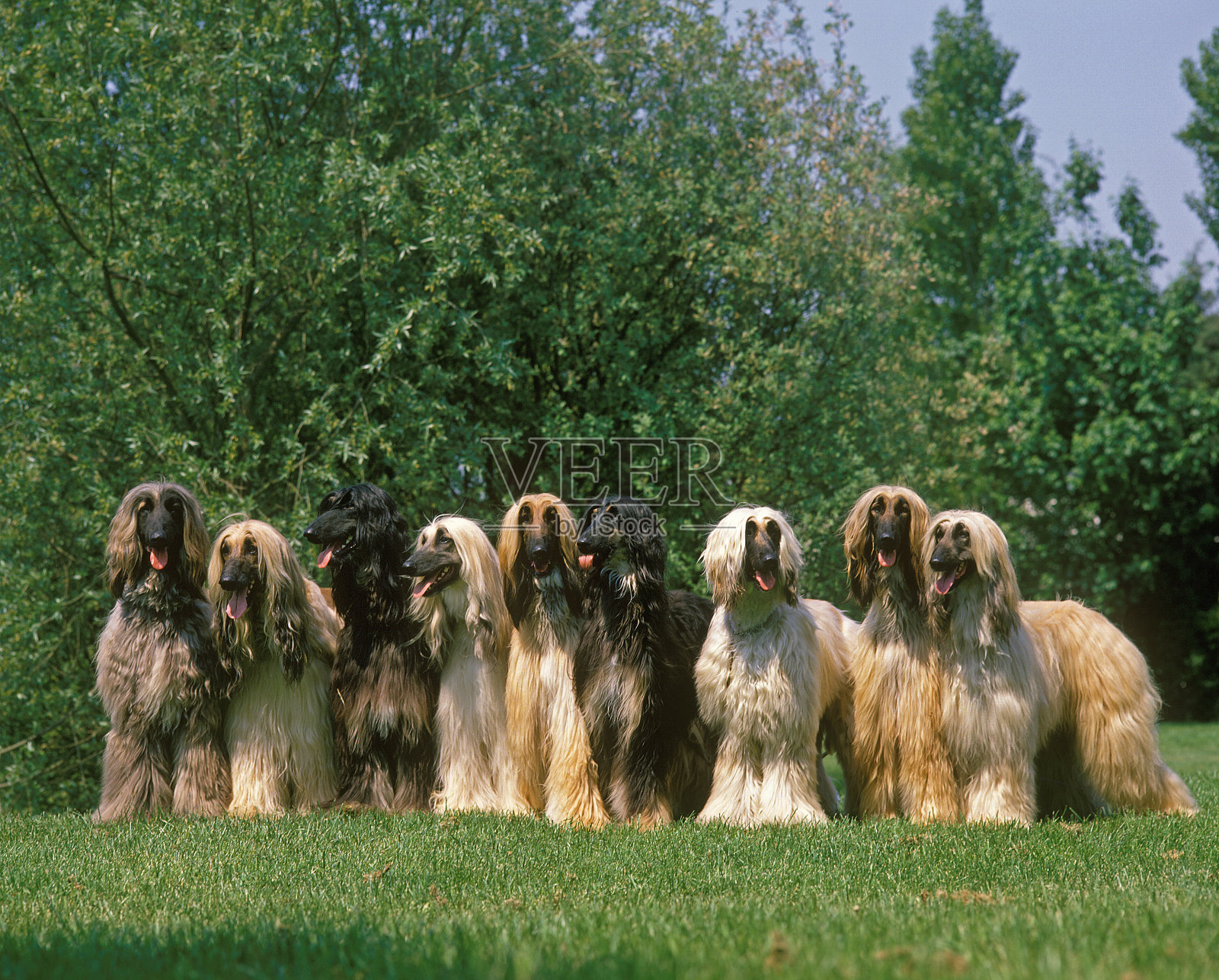 阿富汗猎犬，一群站在草地上的成年人照片摄影图片