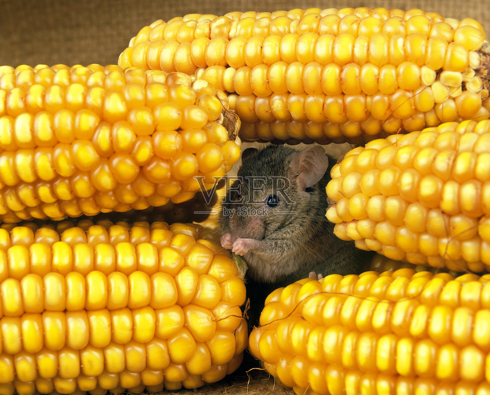 莫伊斯，慕斯，吃玉米的成年人照片摄影图片
