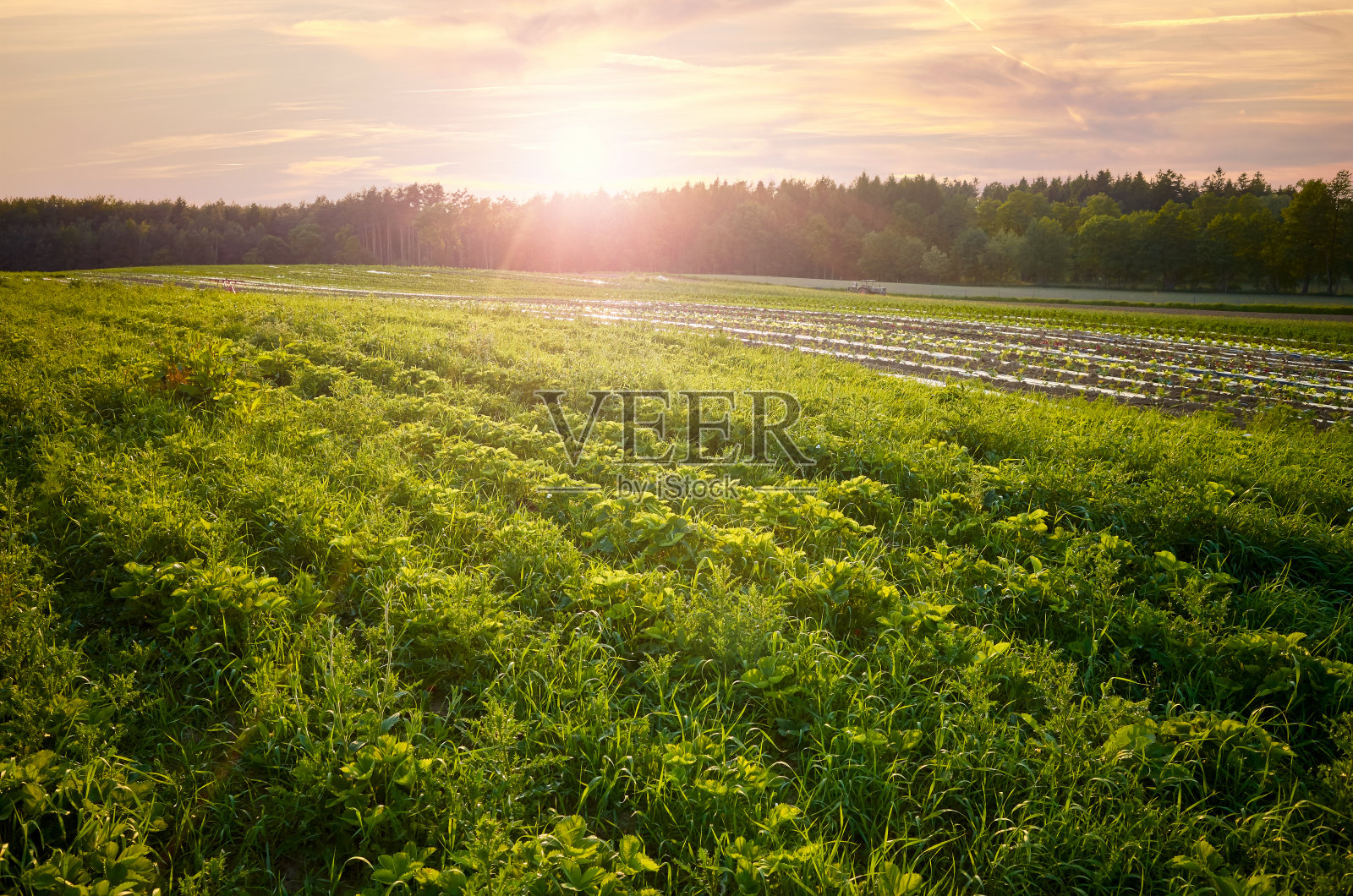 日落时的绿色田野。照片摄影图片
