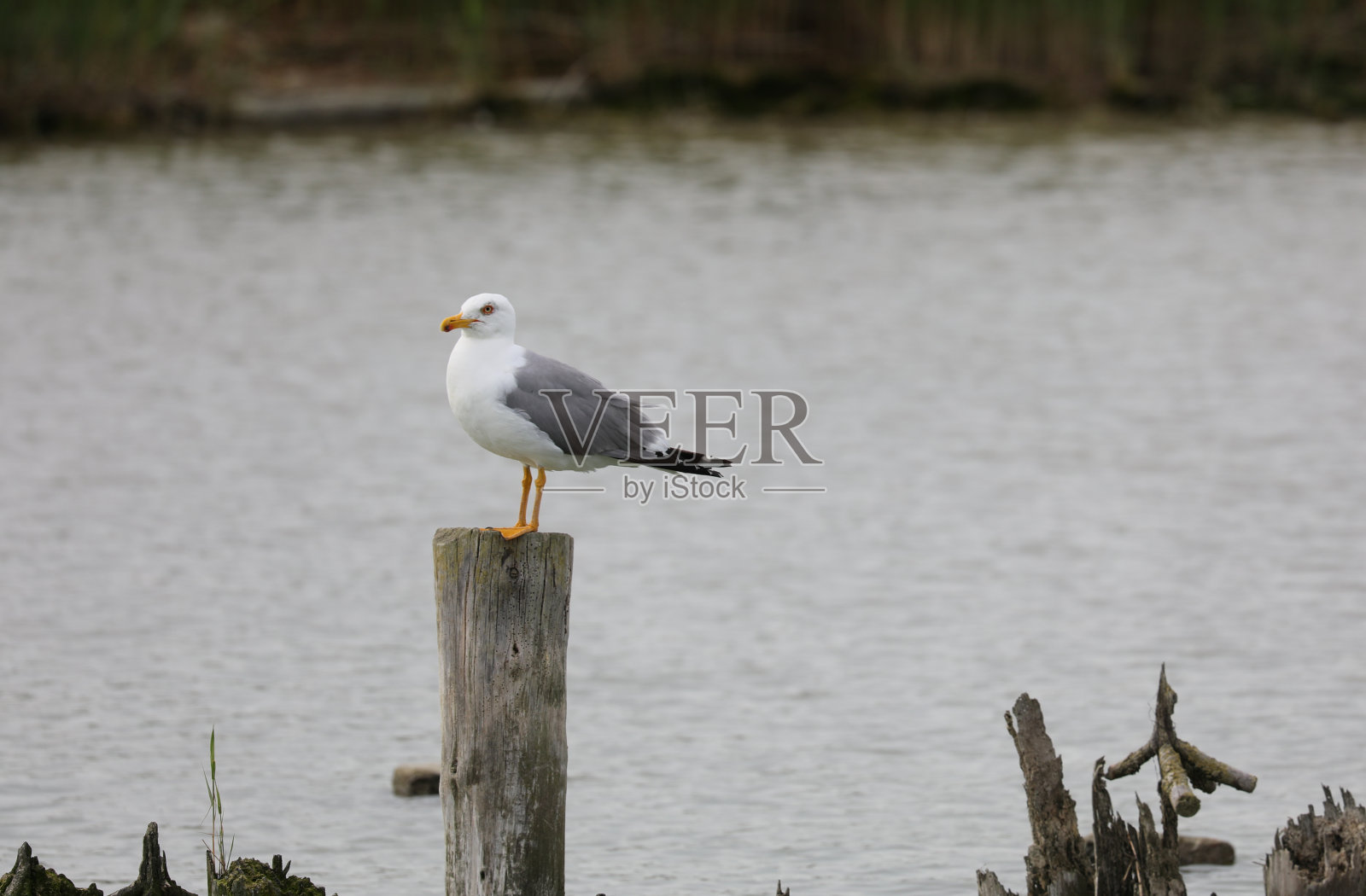 海鸥，白色的胸部和灰色的翅膀，在柱上的嘴照片摄影图片