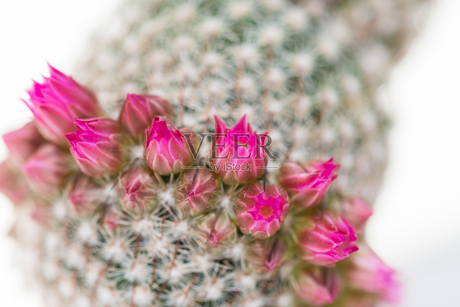 装饰性的粉红色仙人掌花照片摄影图片