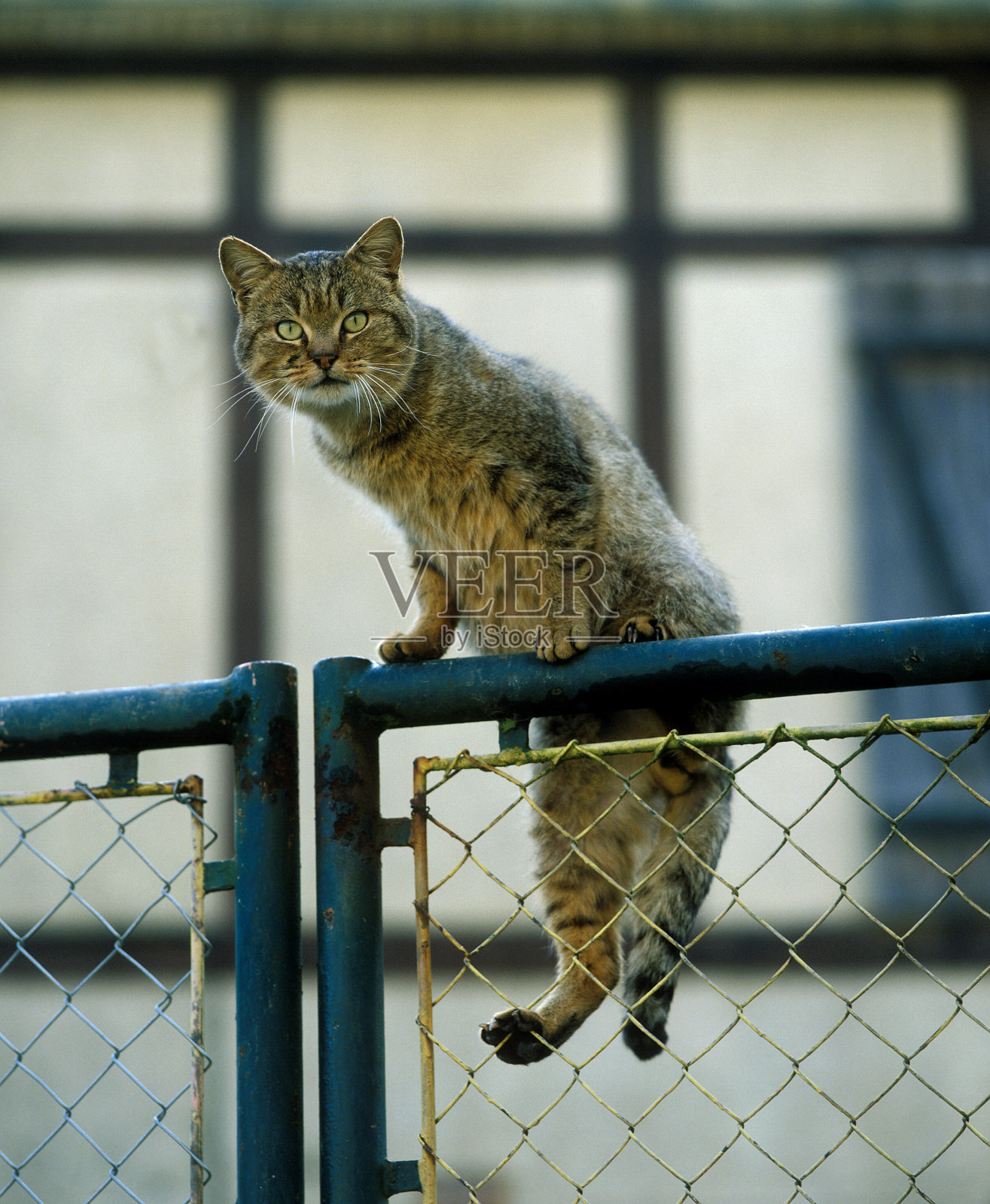 欧洲棕色虎斑家猫，成年站在门上照片摄影图片
