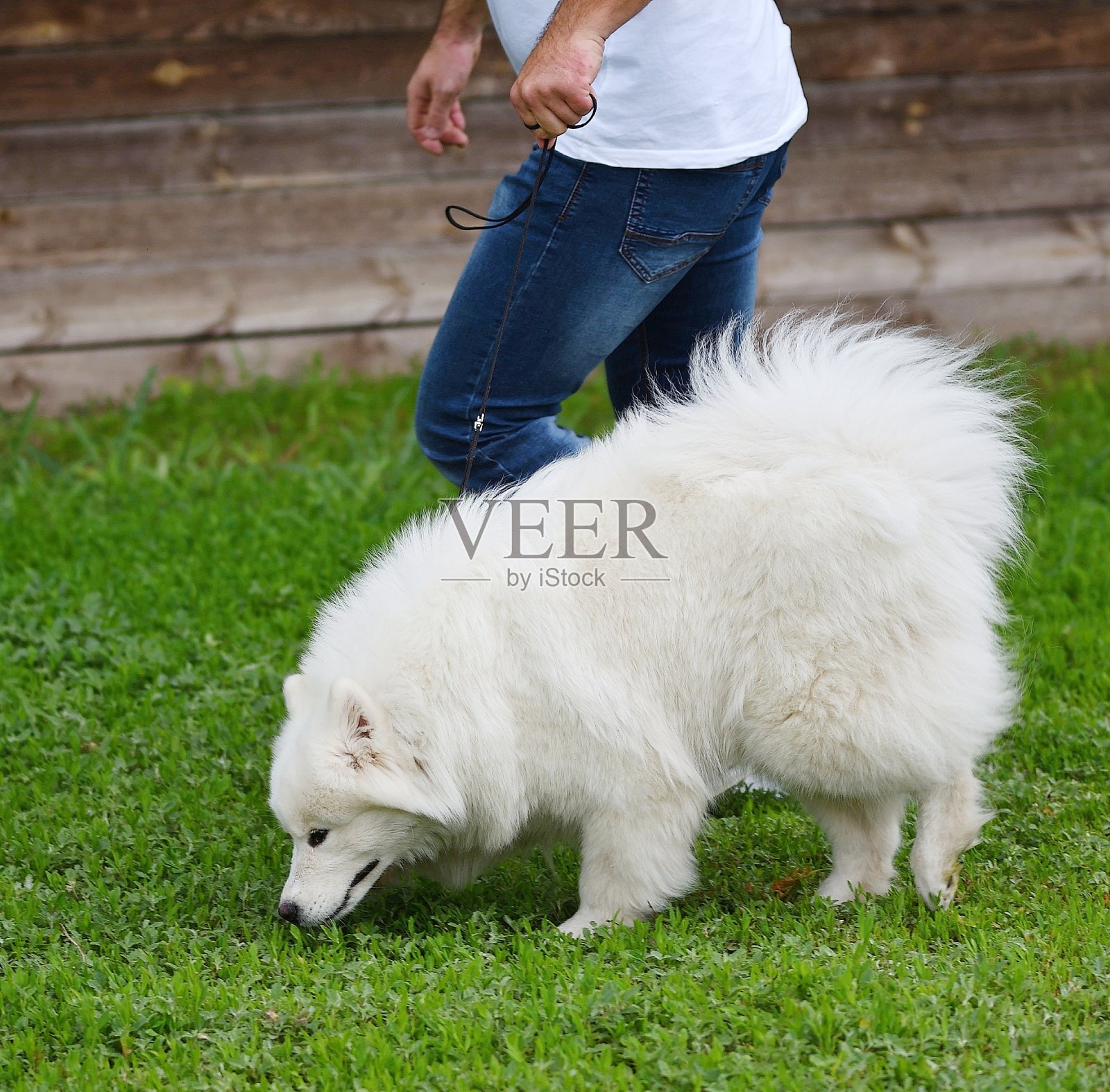 犬种萨莫耶德人照片摄影图片