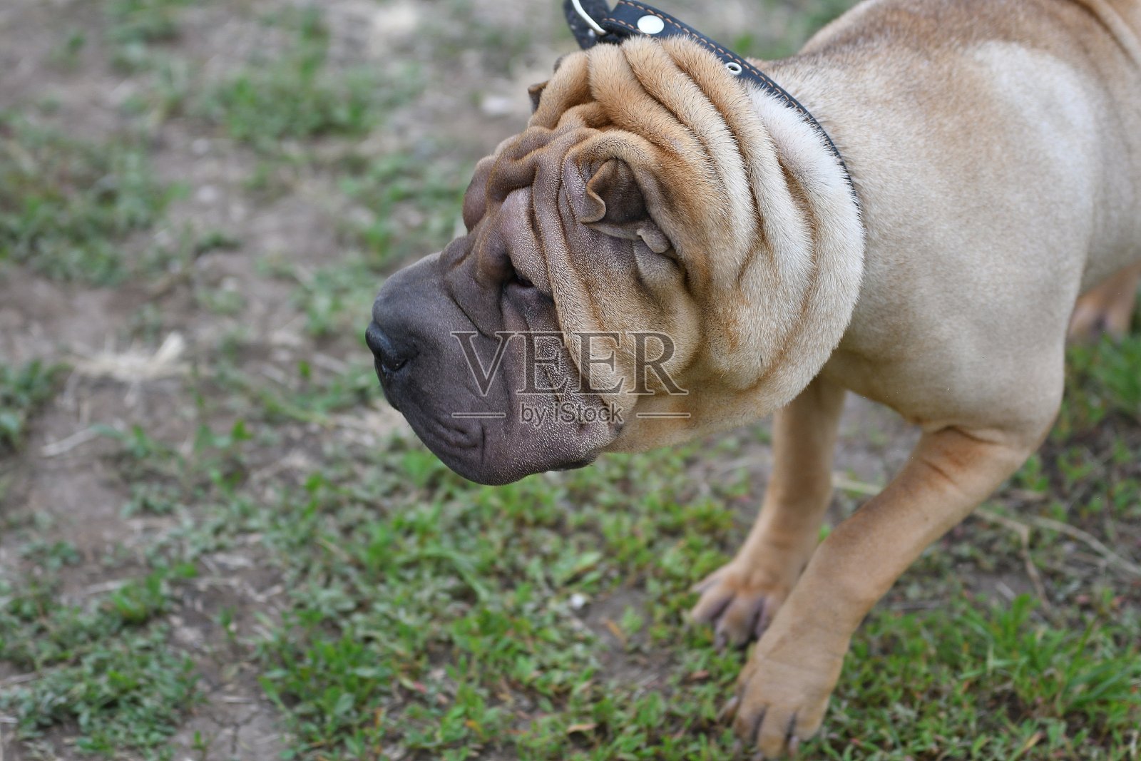 狗品种沙皮照片摄影图片
